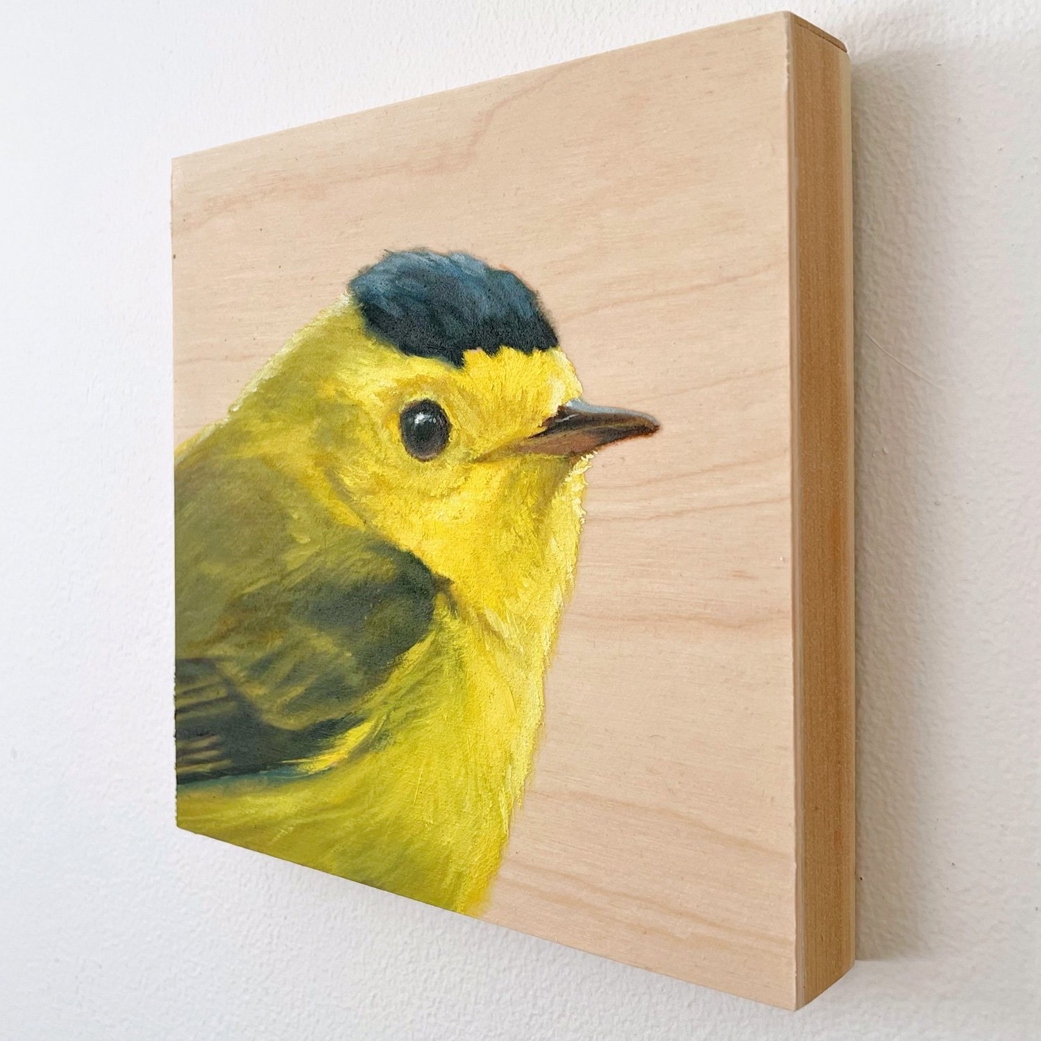 MHurley-Wilsons-Warbler-side-Maggie-Hurley.jpg