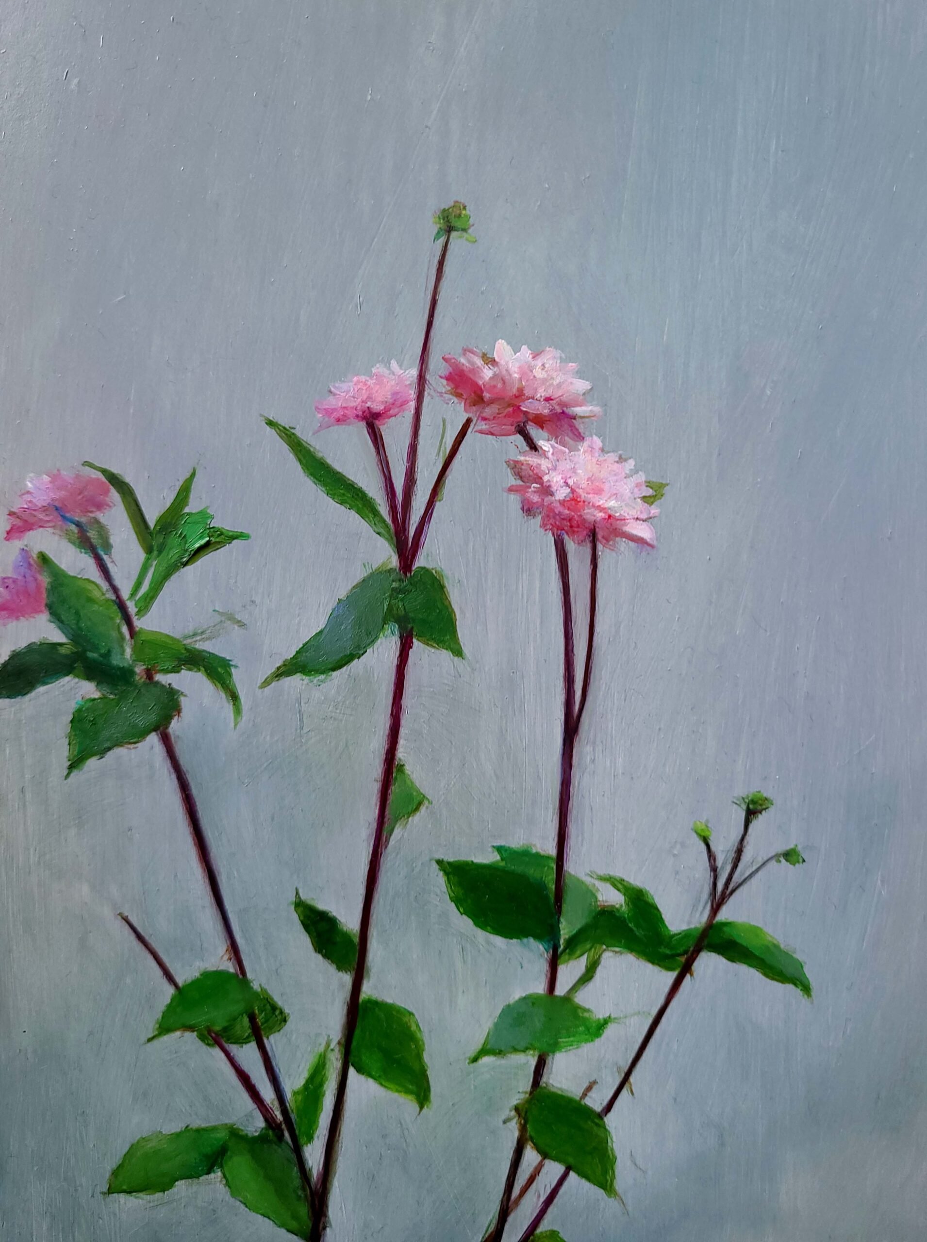 Pink Dahlia by Qing Miao