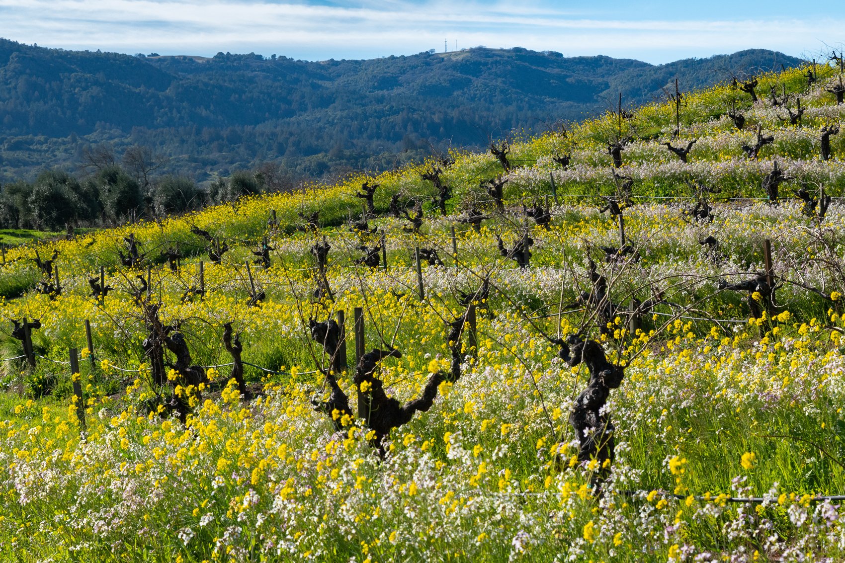 Mustard in Bloom by Suz Lipman