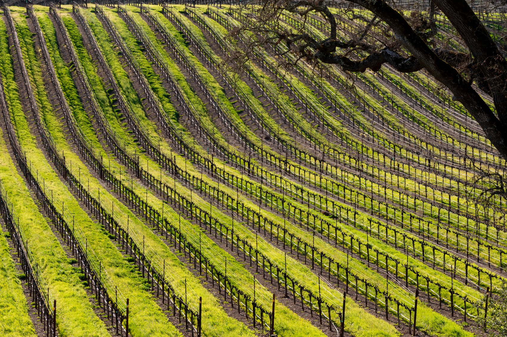 Vineyard in Spring by Suz Lipman