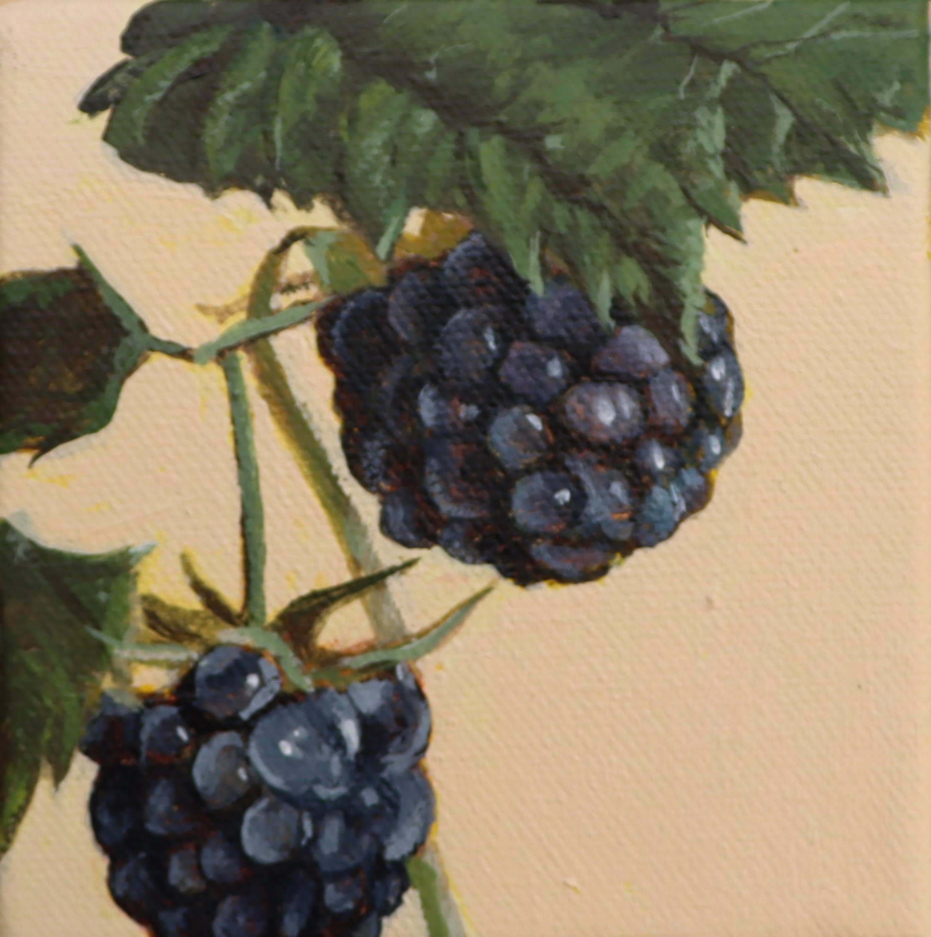Blackberries by Stephanie Langley