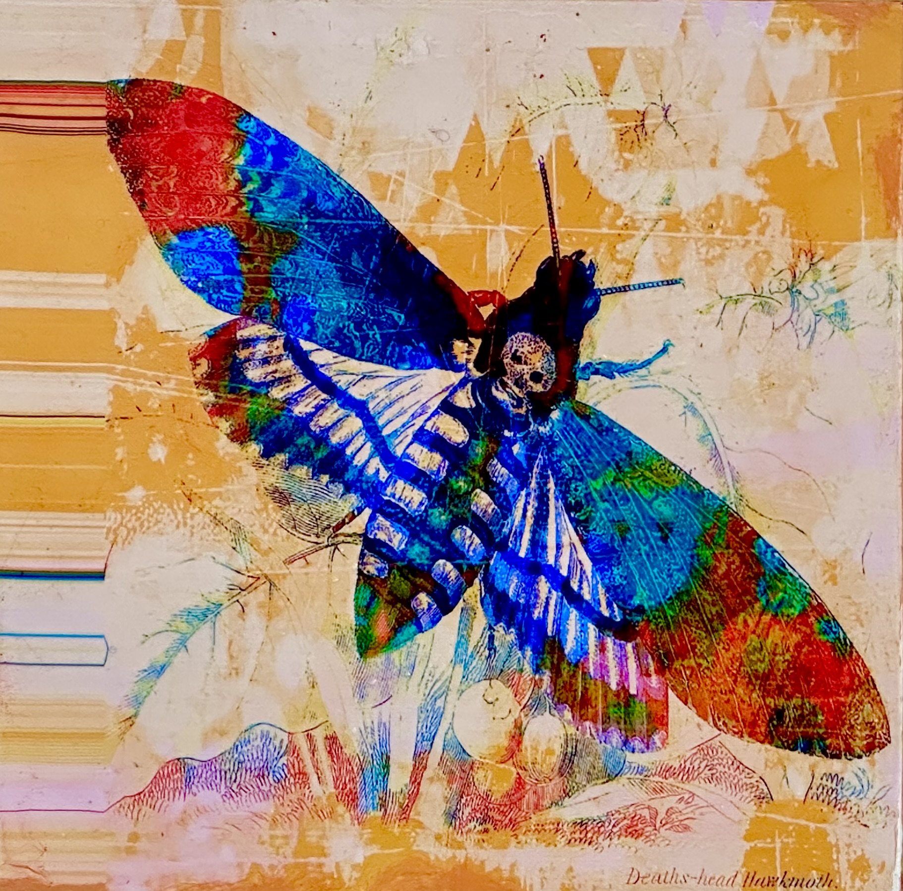 Death's Head Moth by Karen Olsen-Dunn