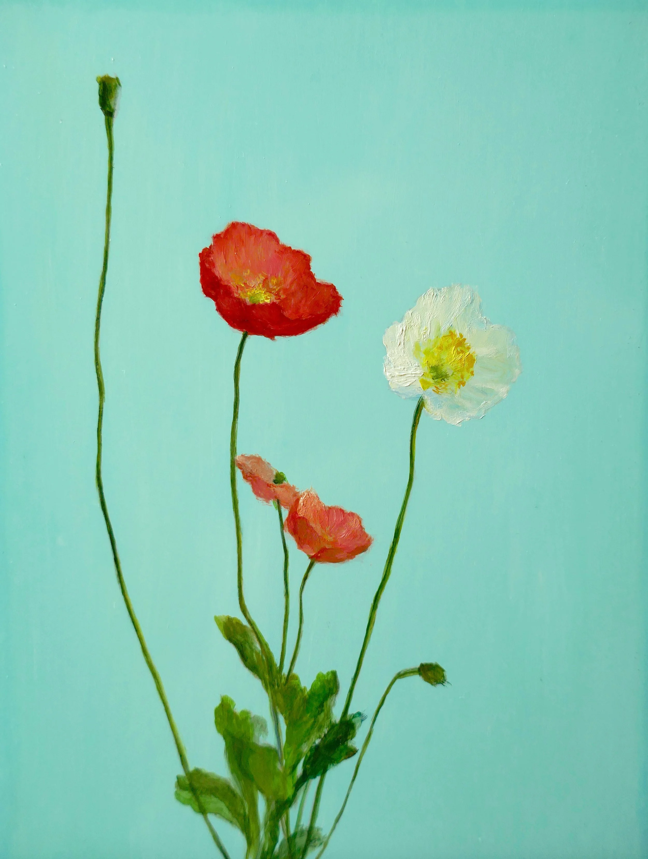 QMiao-IcelandPoppy.jpg
