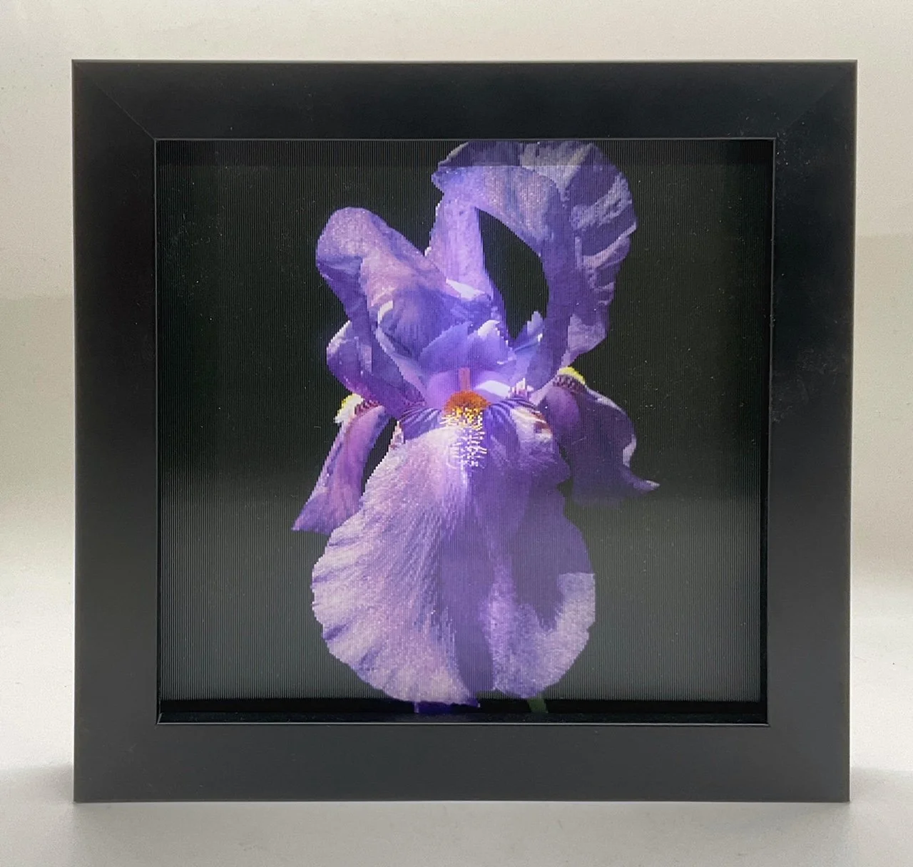 DCichon-Iris-1.jpg
