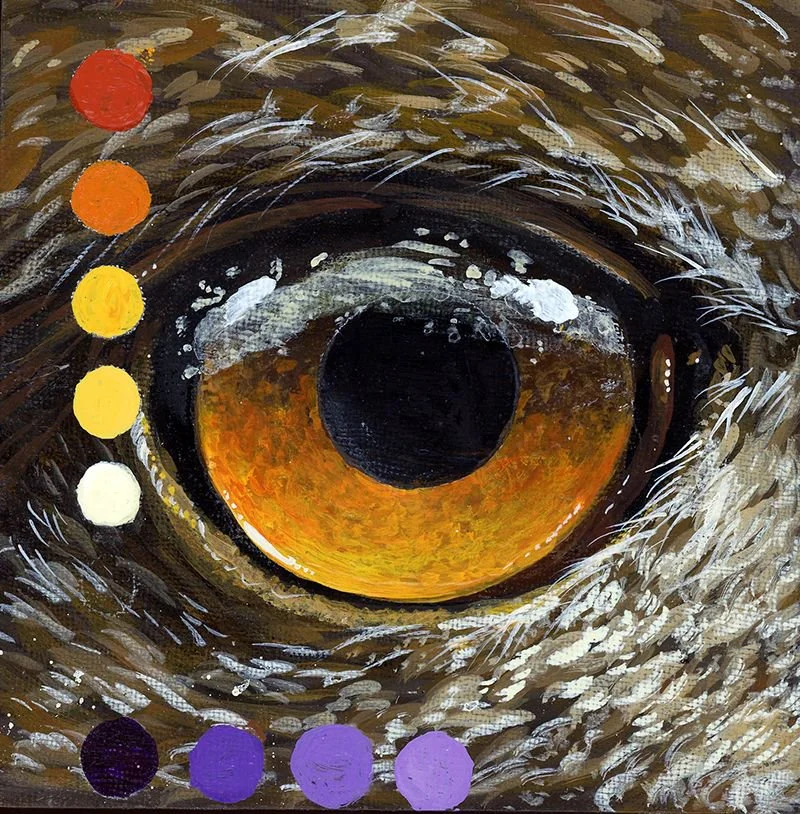 JCoffy-EagleEye.jpg