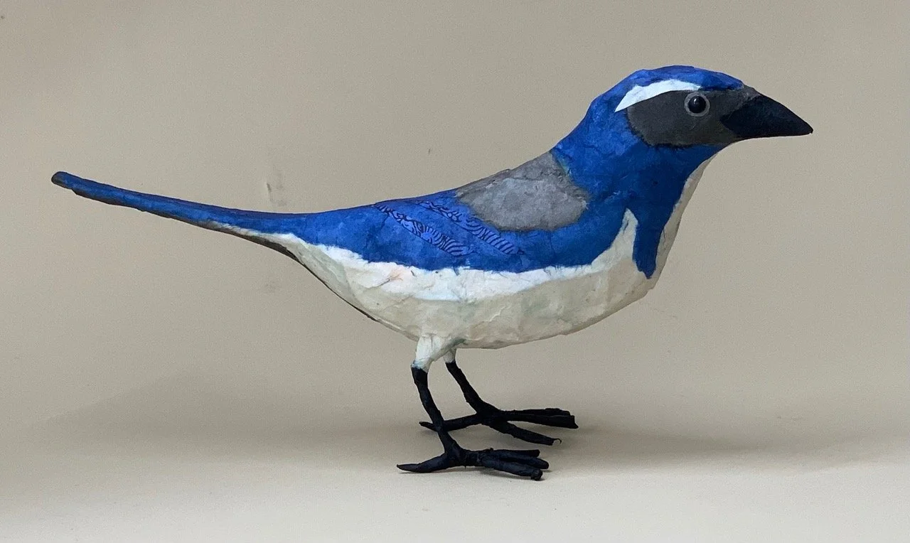 NOverton-CA Scrub Jay$195.jpeg