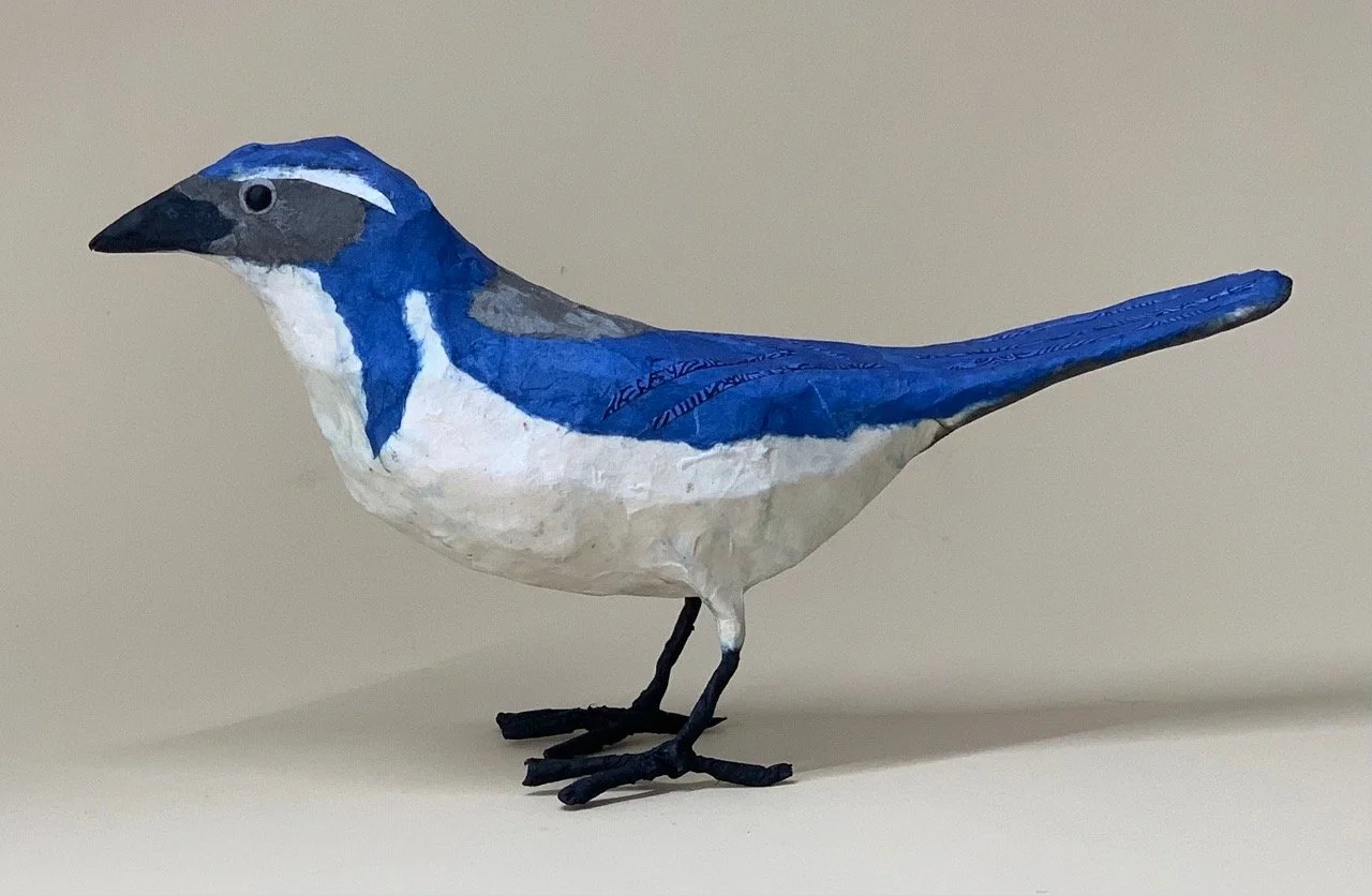 NOverton-CA Scrub Jay 9x5x2.jpeg