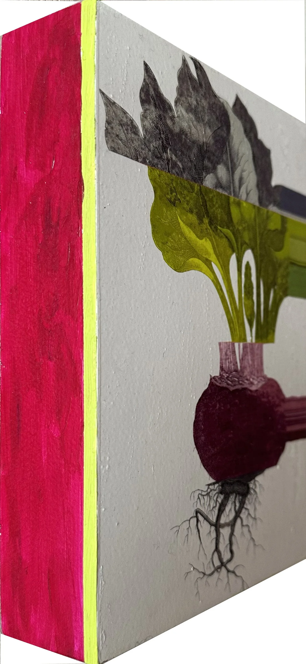 KOlsen-Dunn-Beet Side View.jpg