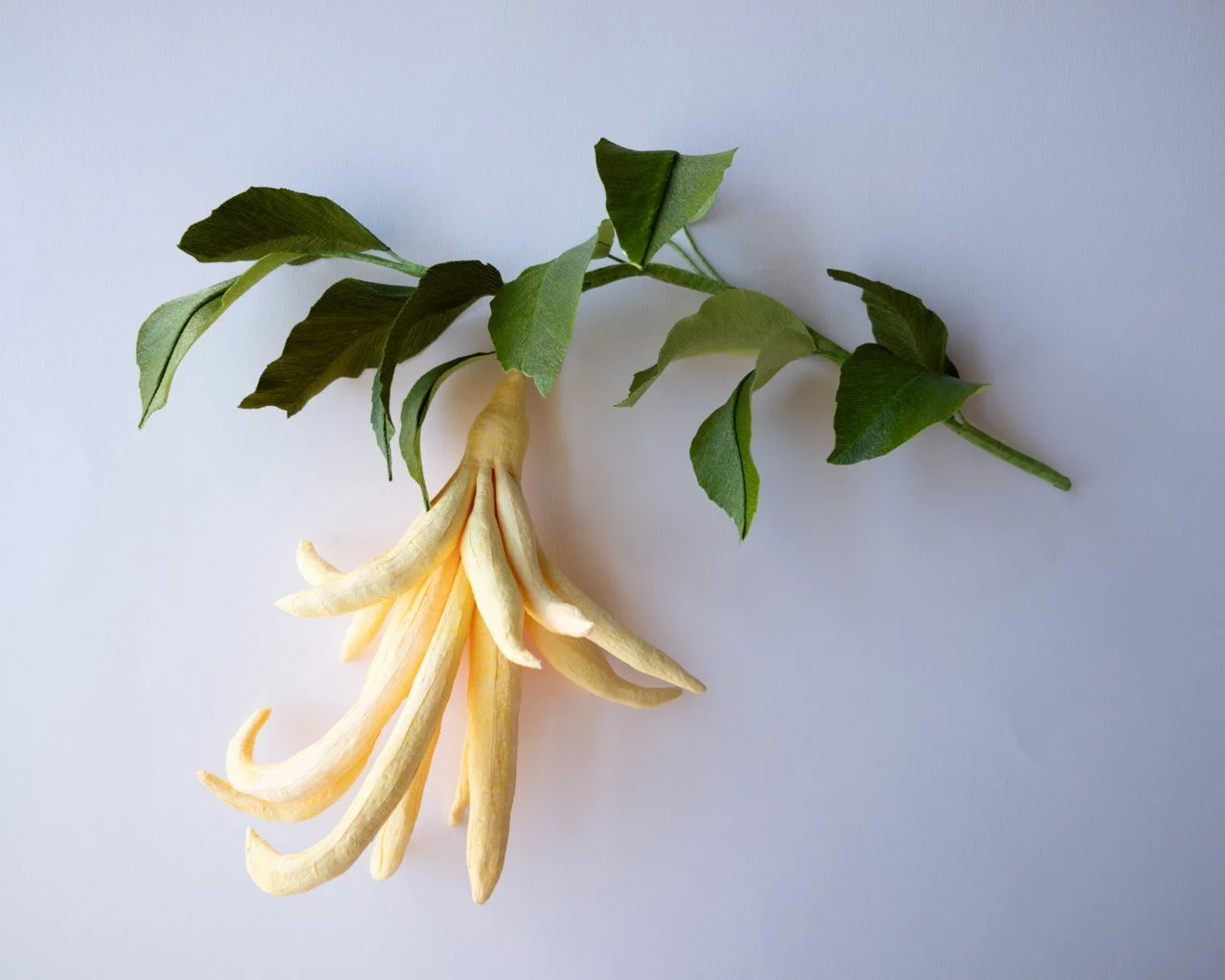 Buddha's Hand Citron by Yang Liu