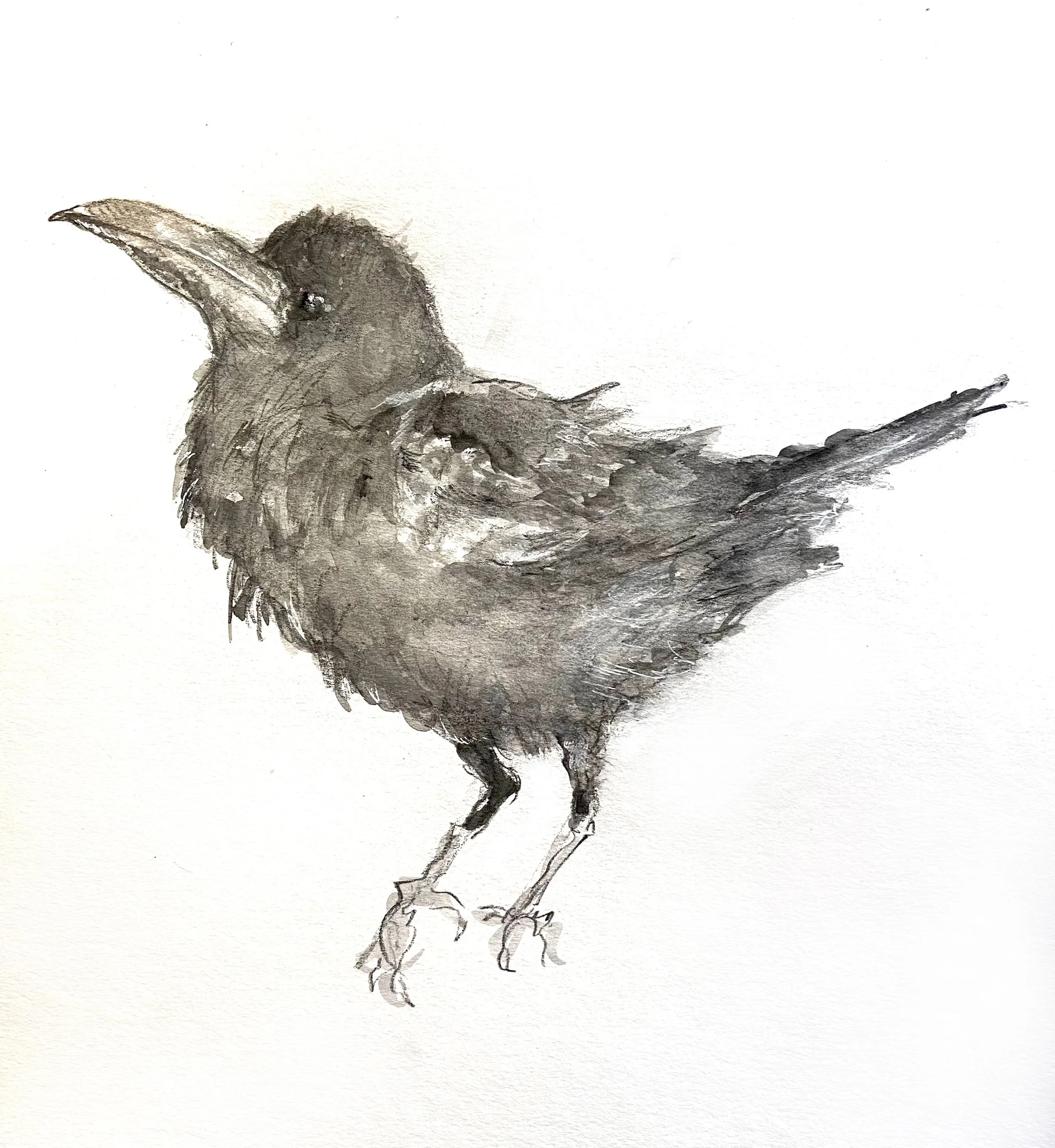 Little Raven by Barbara Wyeth