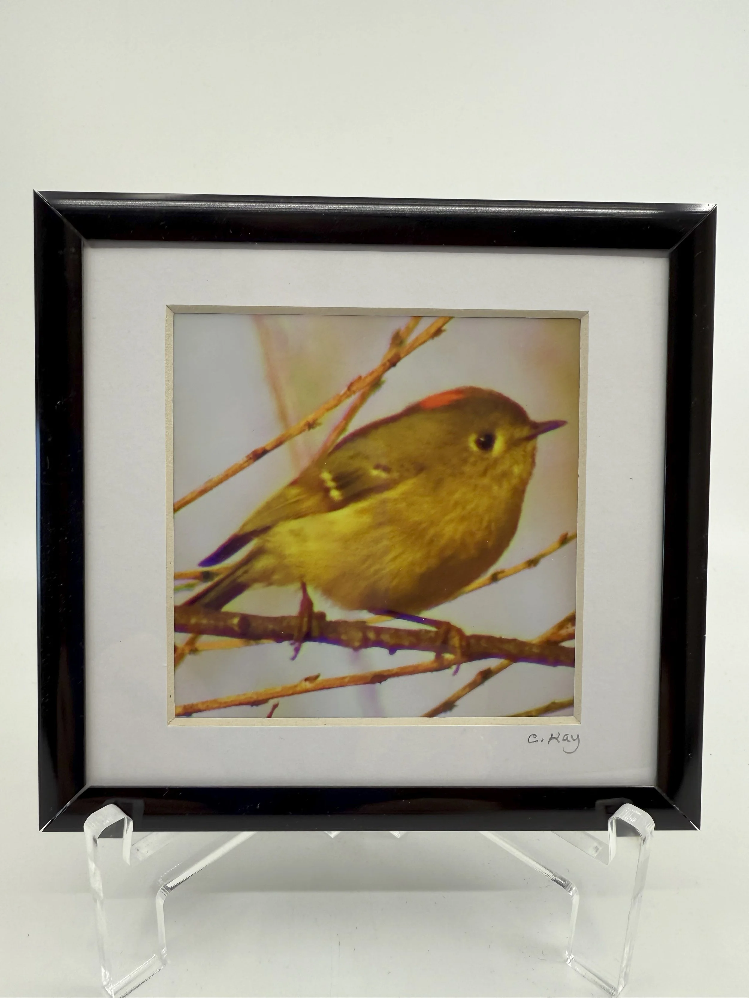 Ruby-Crowned Kinglet by Charlotte Kay