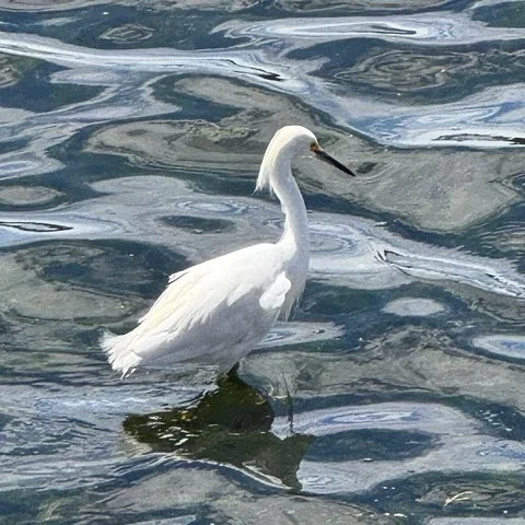 Snowy Egret by Jeffrey Abrahams