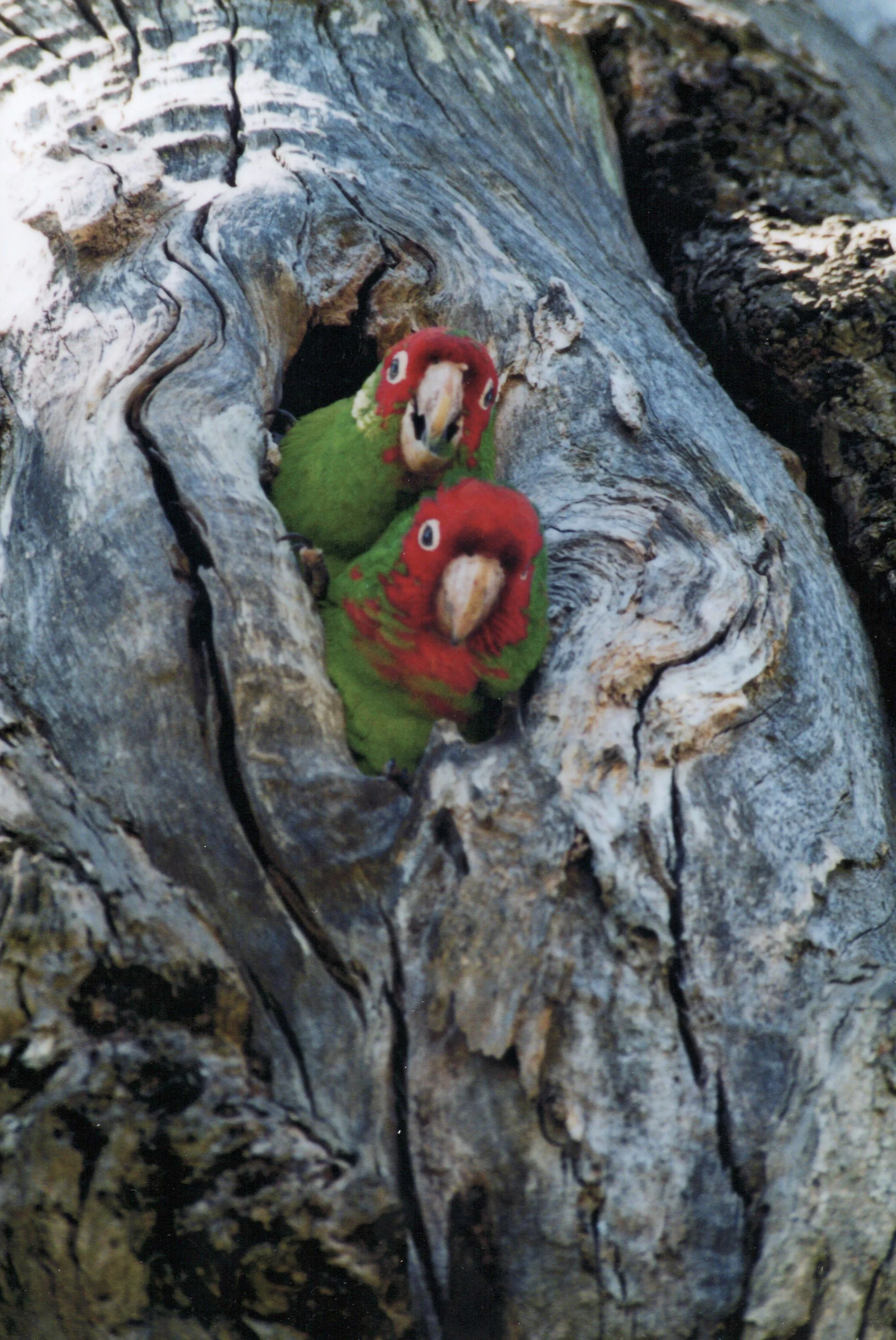 If This Tree is Rocking Don't You Come Knocking by Lorraine Grassano