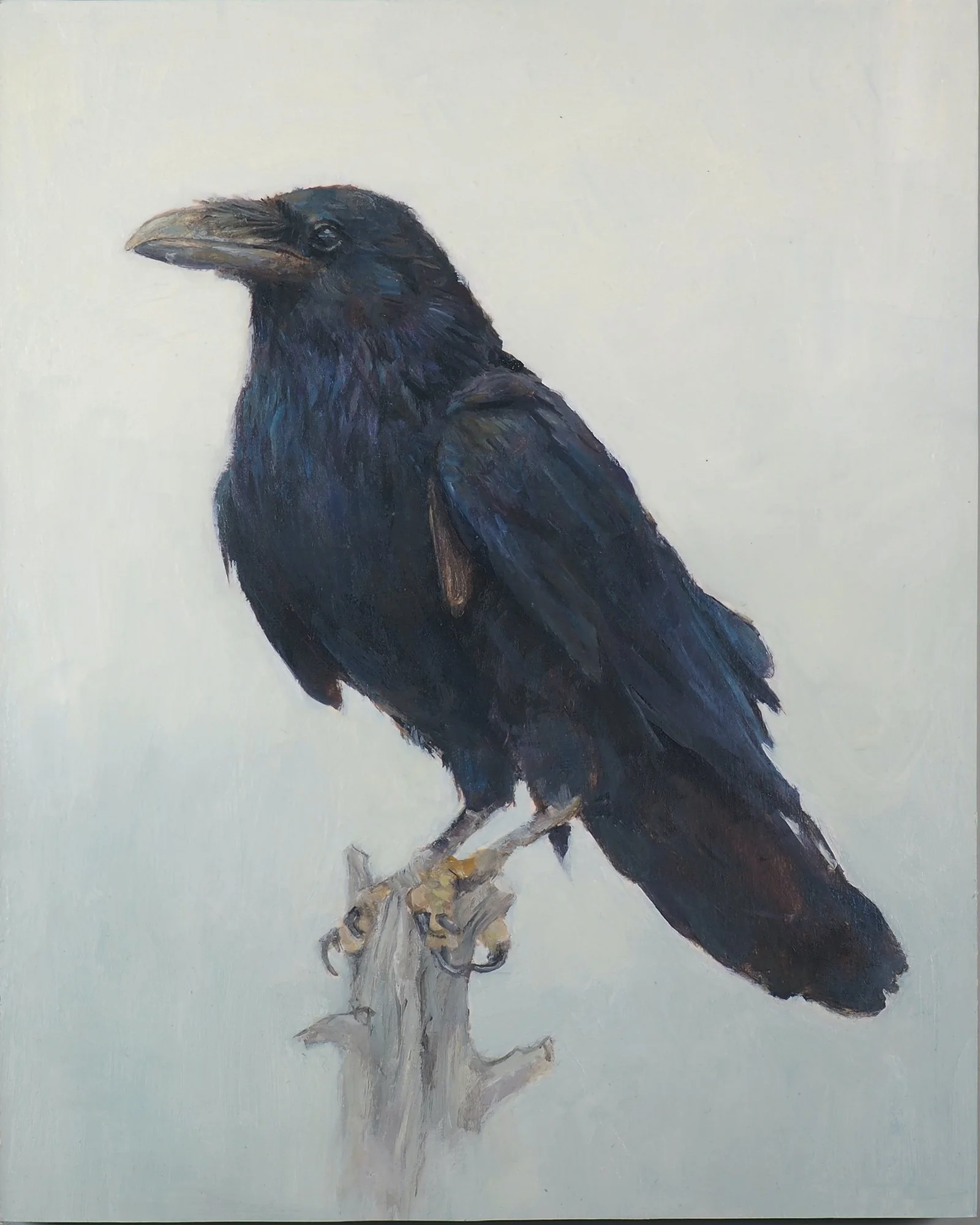 Corvus corax by Martin Yee