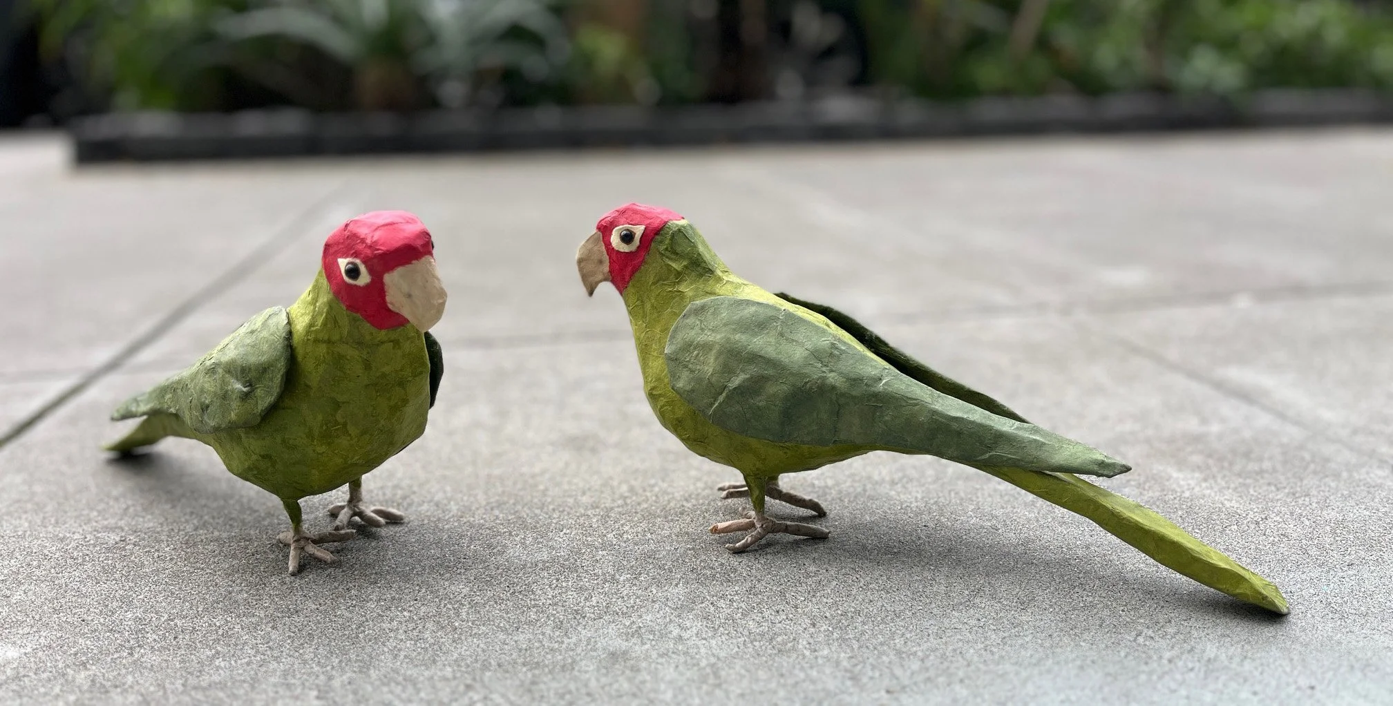 Cherry-Headed Conures by Nancy Overton