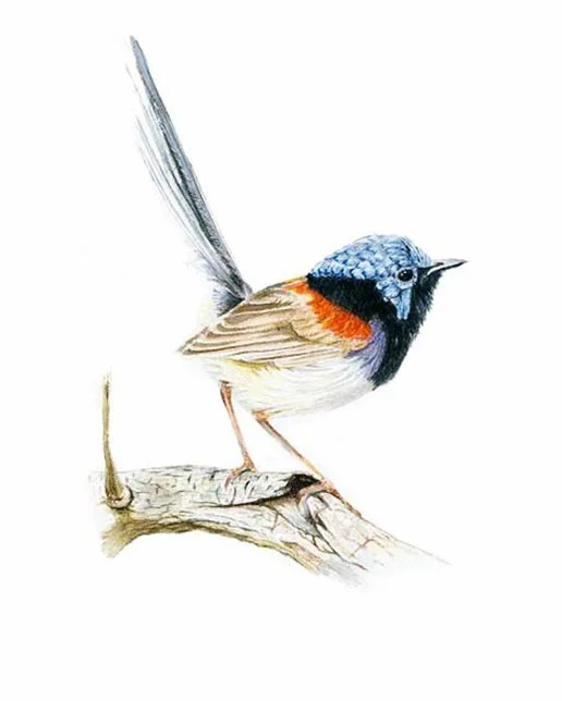 Fairy Wren by gaNyan