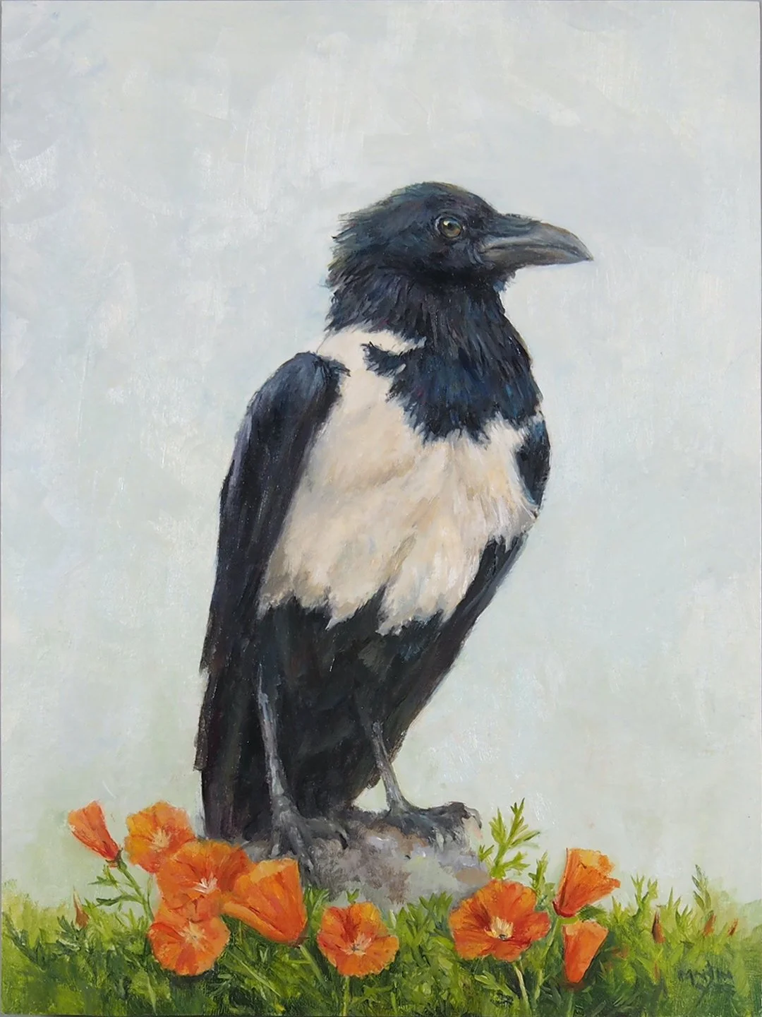 Pied Crow by Martin Yee