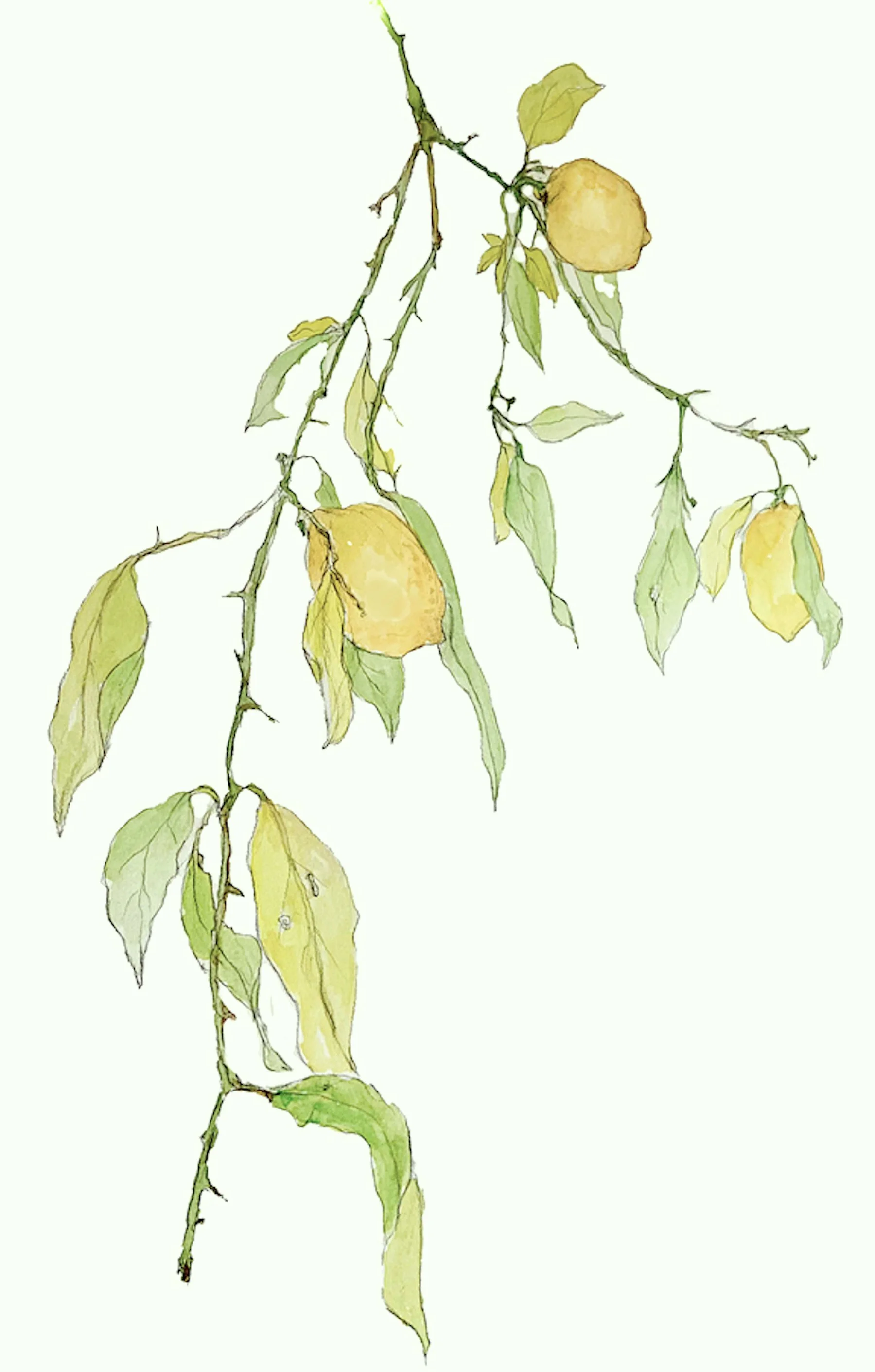 Lemon Branch by Barbara Wyeth