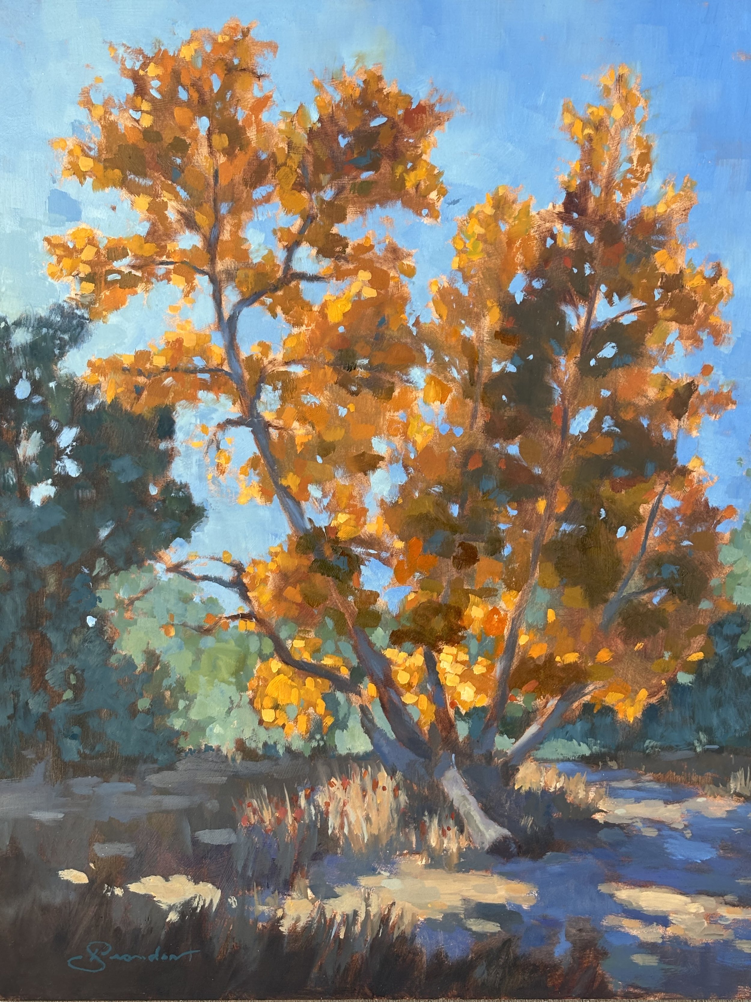 Sycamore by Brandon Smith