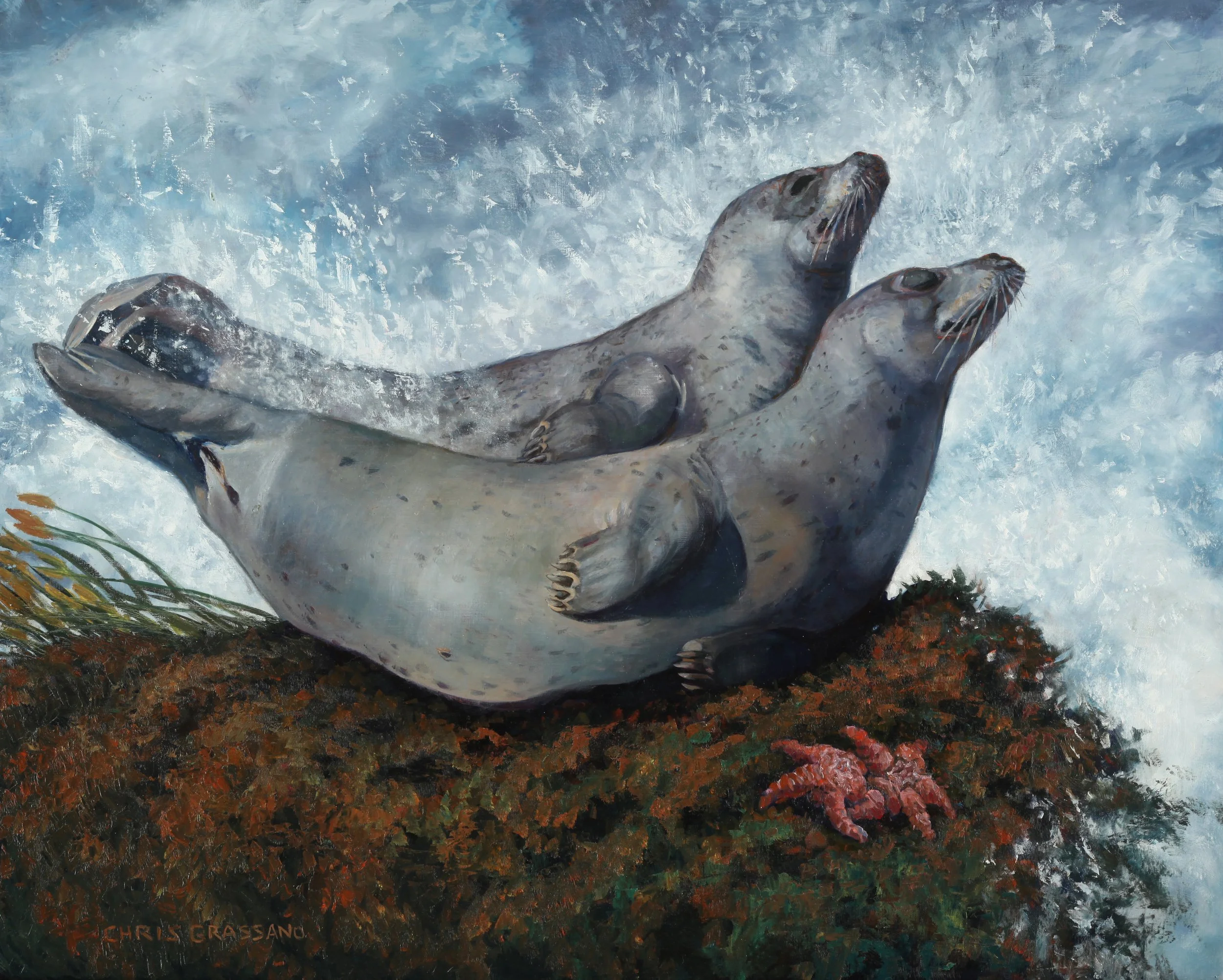 Poetry in Motion: Harbor Seals by Chris Grassano
