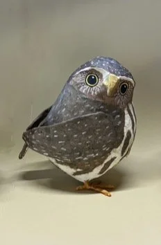 Pygmy Owl by Nancy Overton