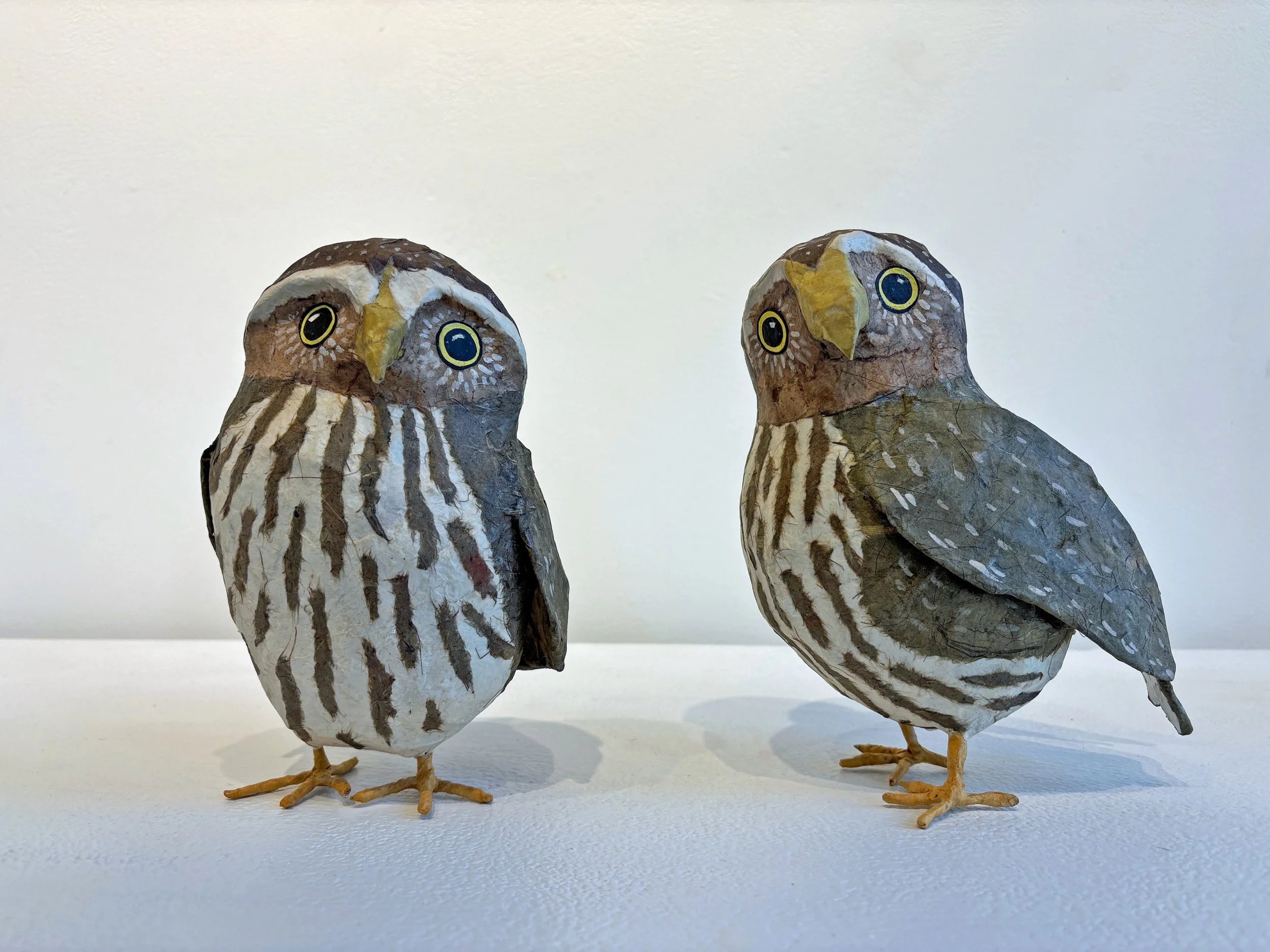 Pygmy Owls by Nancy Overton