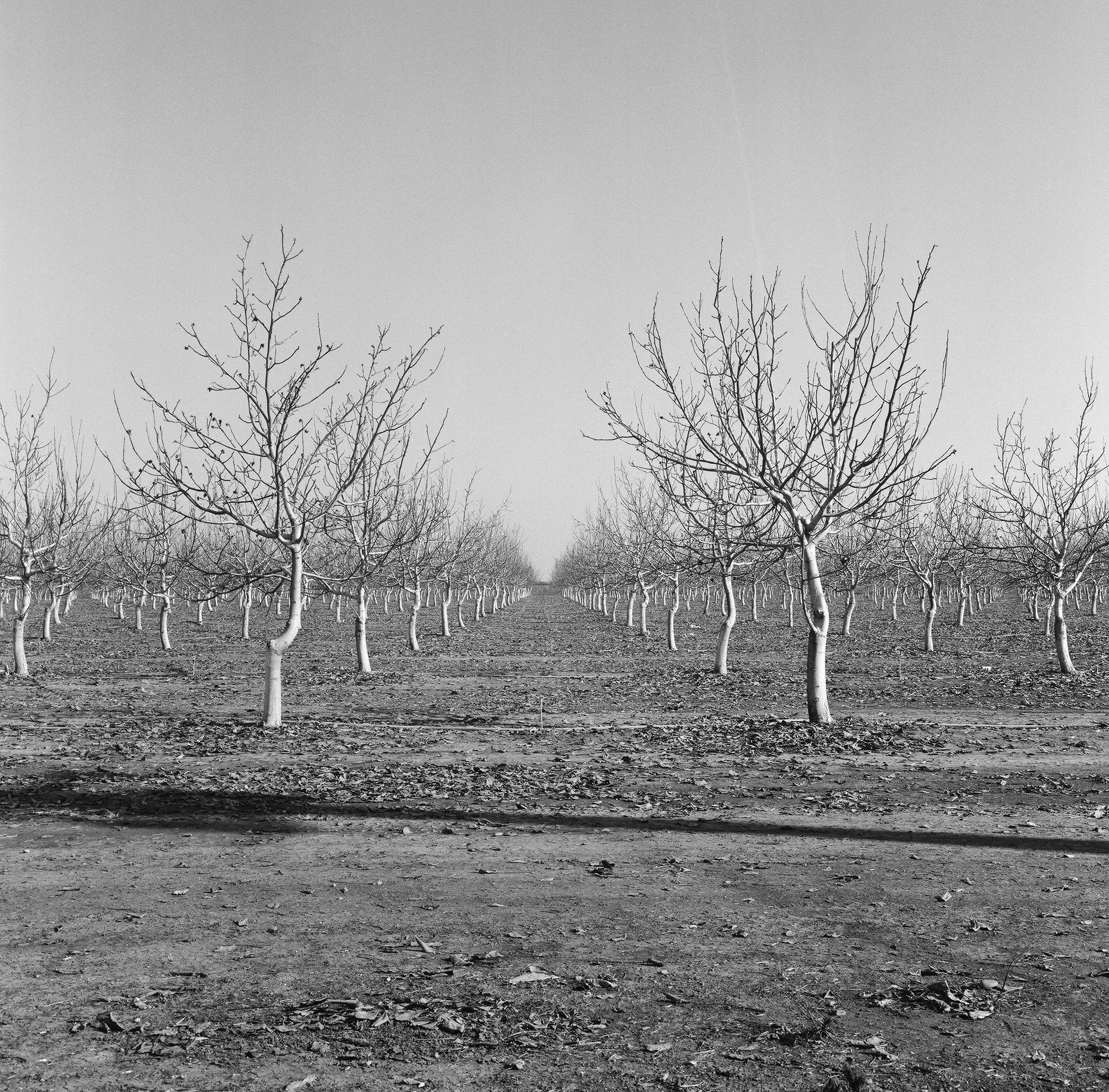 Fruit Trees, Kern County by Claire Maen
