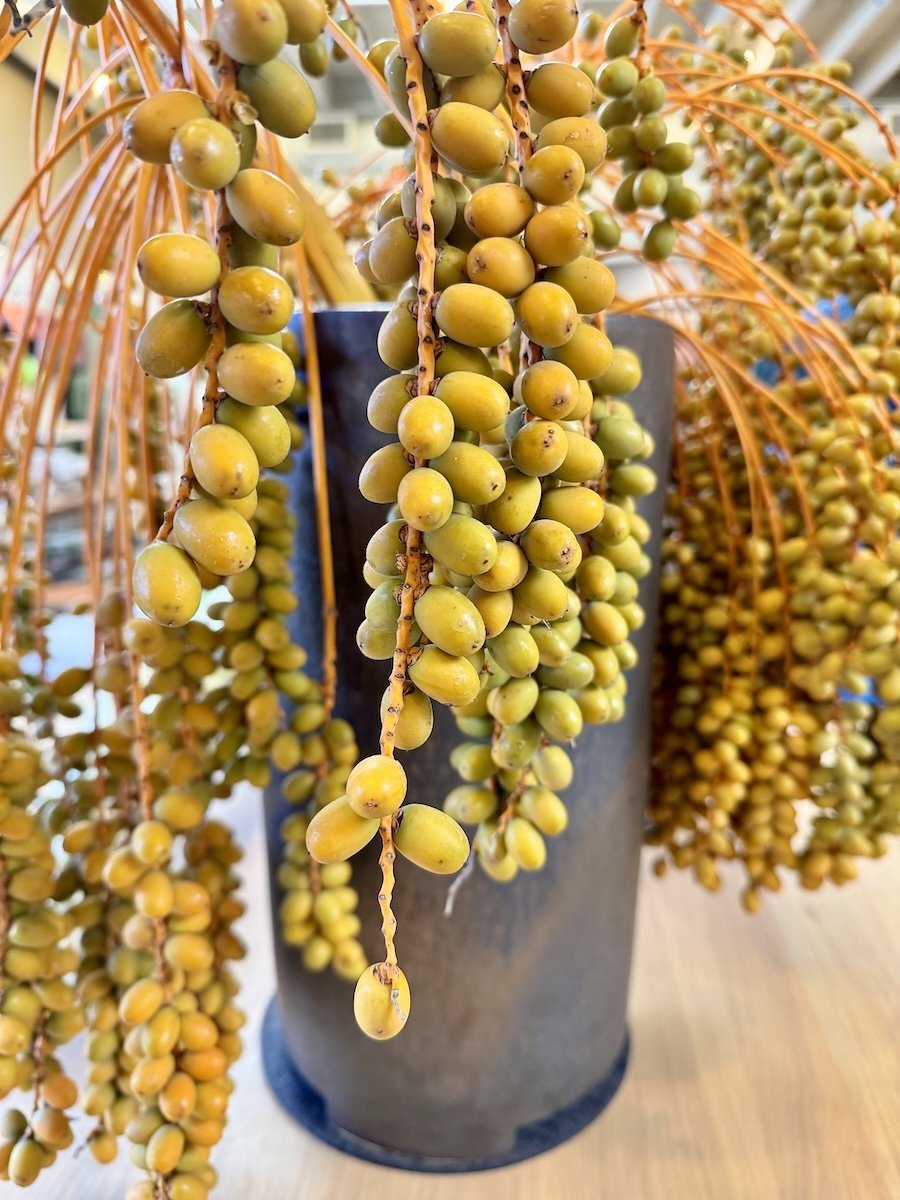 Fresh Dates by Jeffrey Abrahams