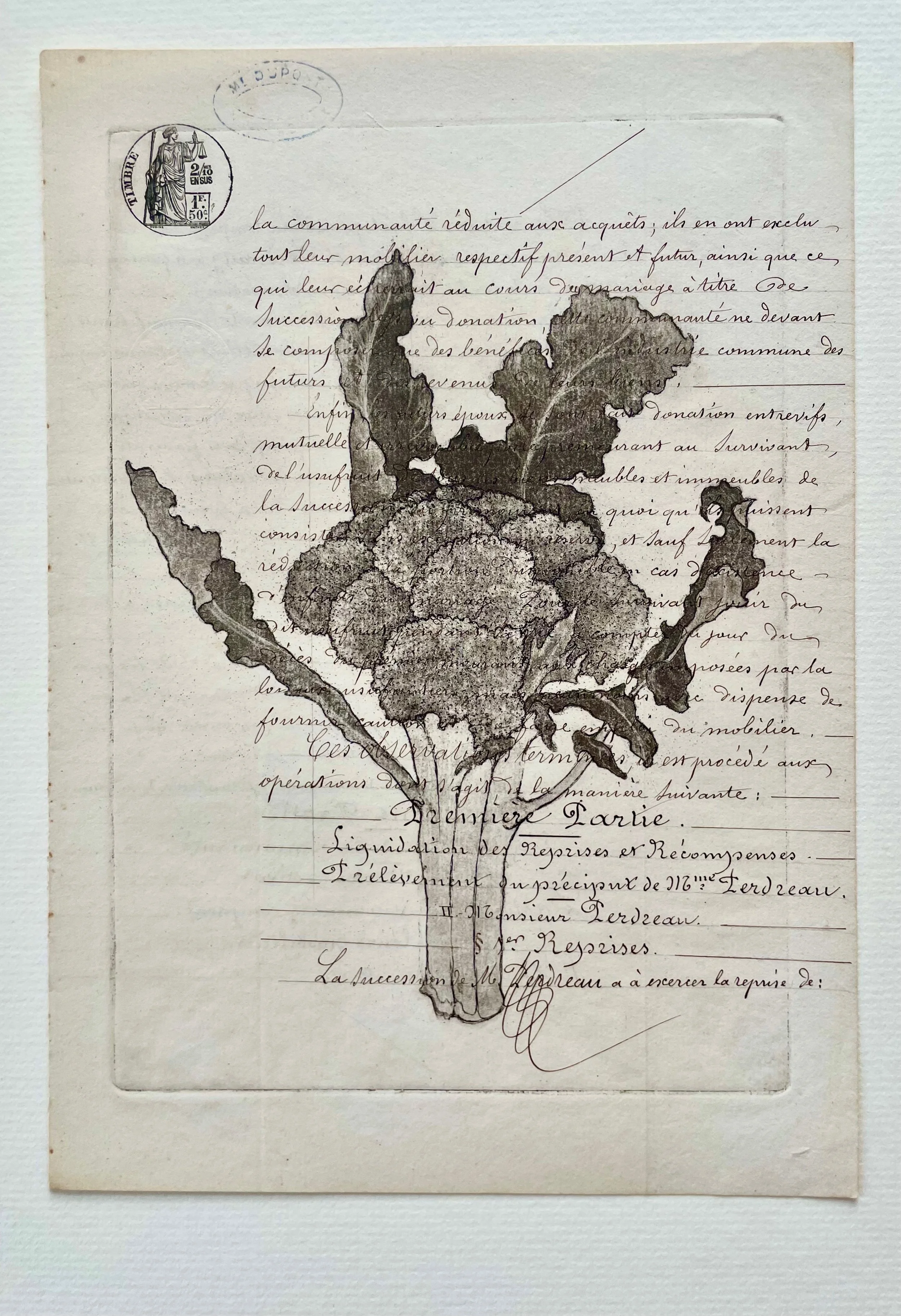 Broccoli by Joseph Kohls