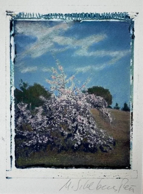 MSPena-AppleTree-PtReyes.jpeg