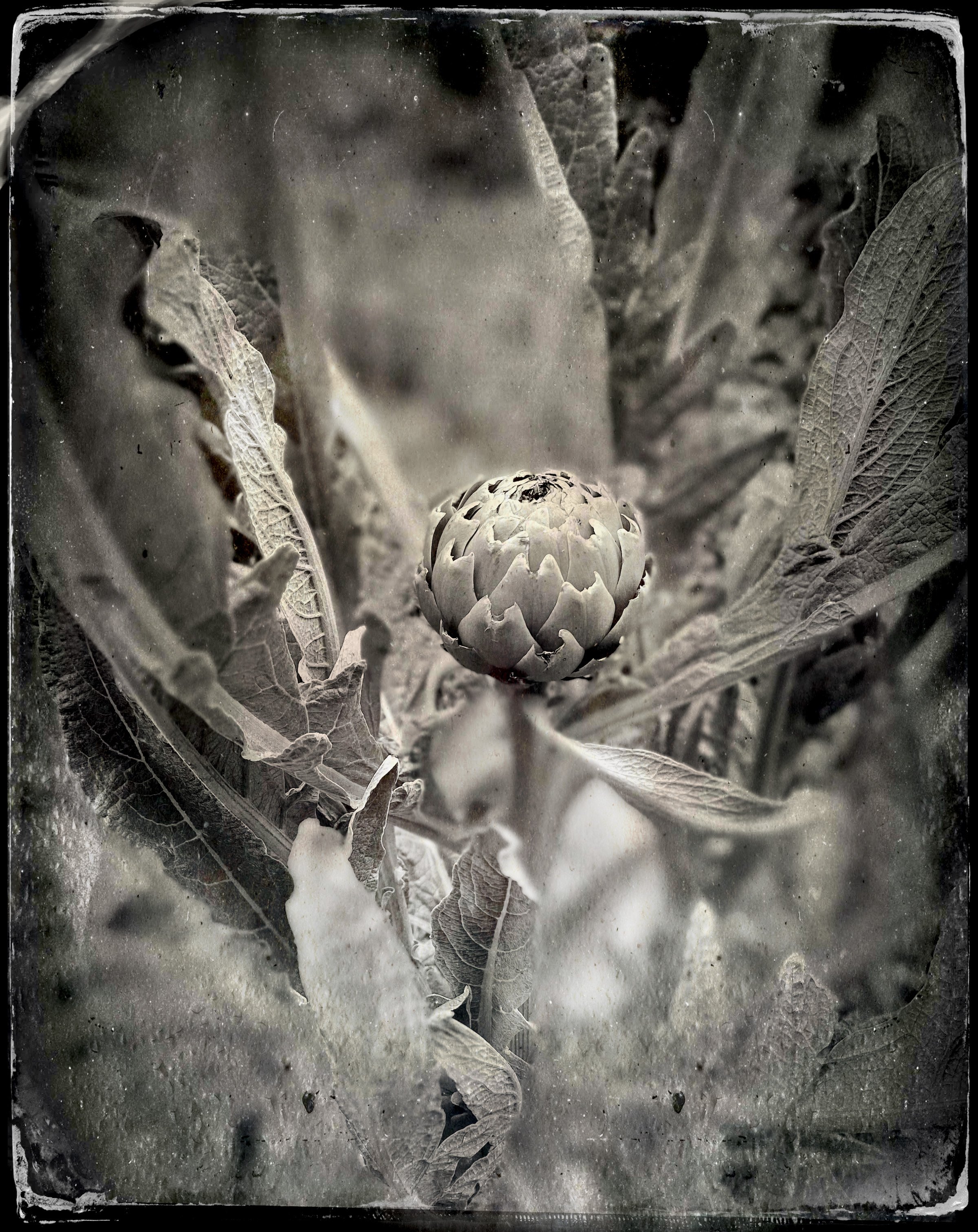 Garden Artichoke by Barbara Wyeth