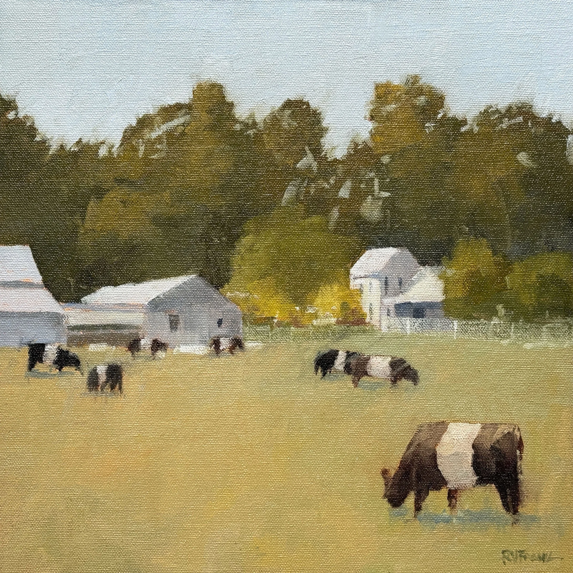 Belted Galloway's by Robert Frank