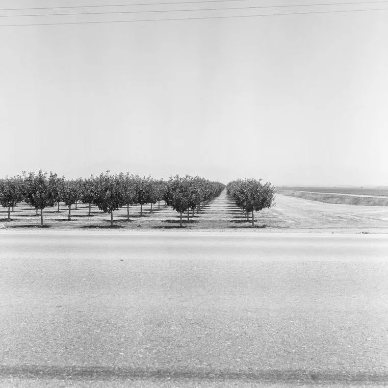Domesticated, Kern County by Claire Maen