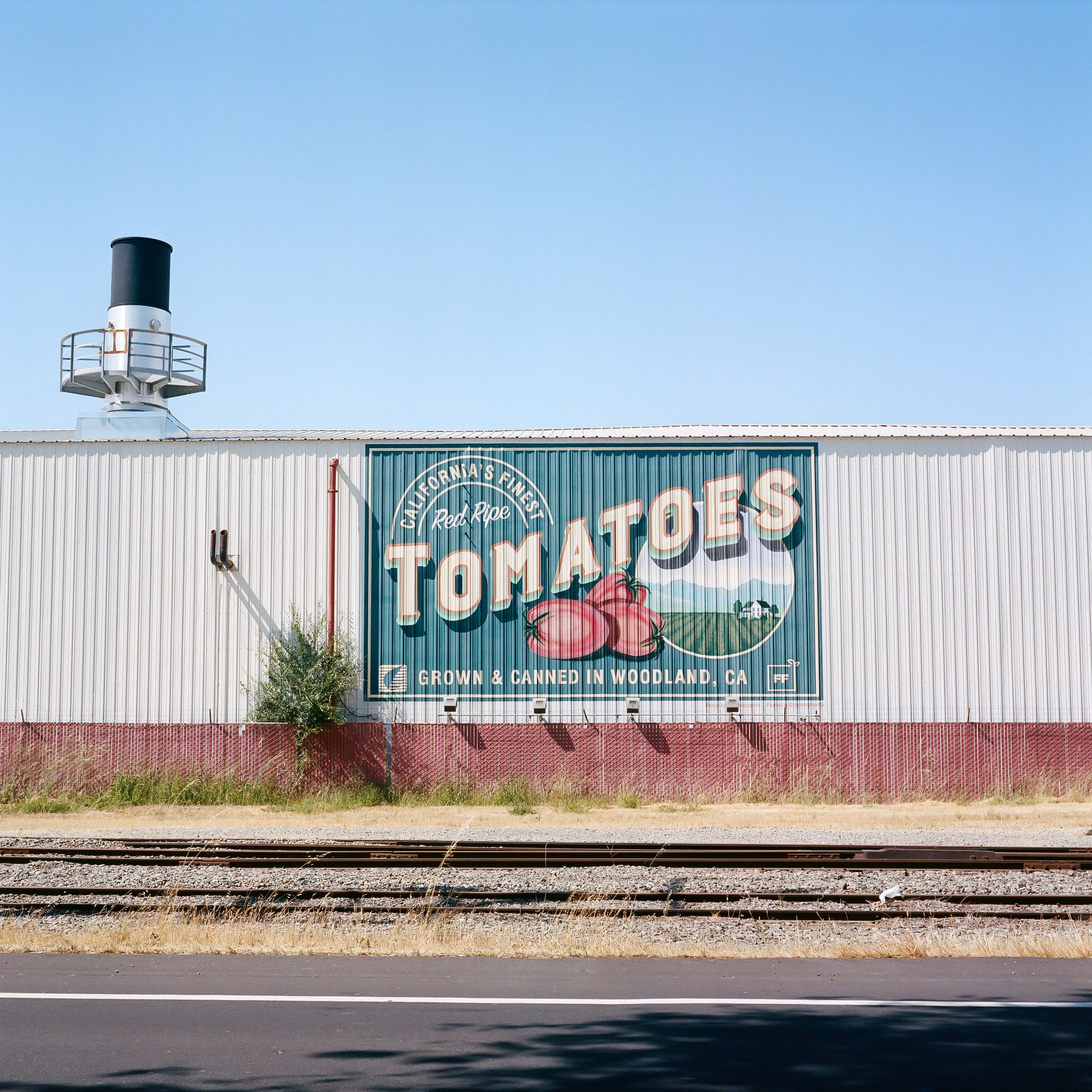 Tomatoes by Claire Maen