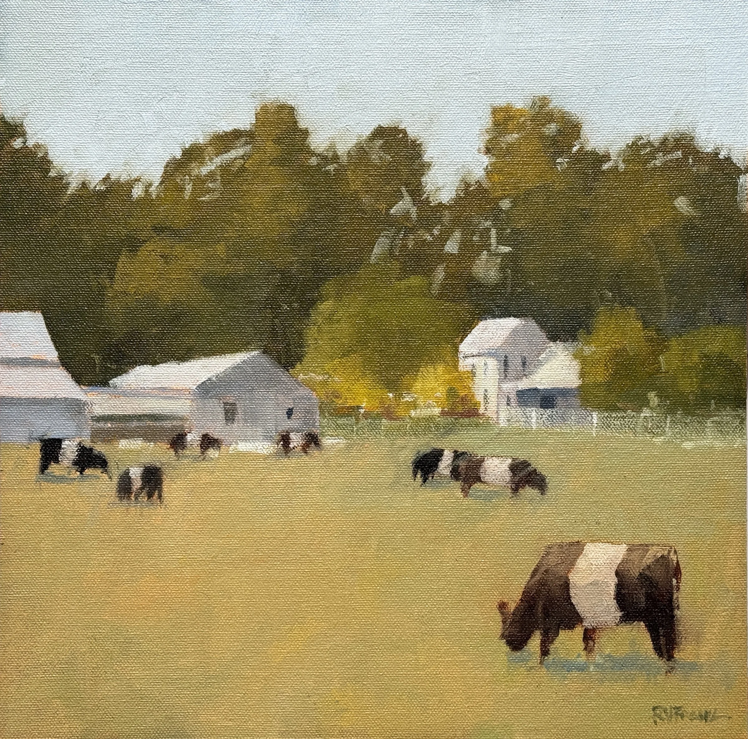Belted Galloway's 1212.jpg