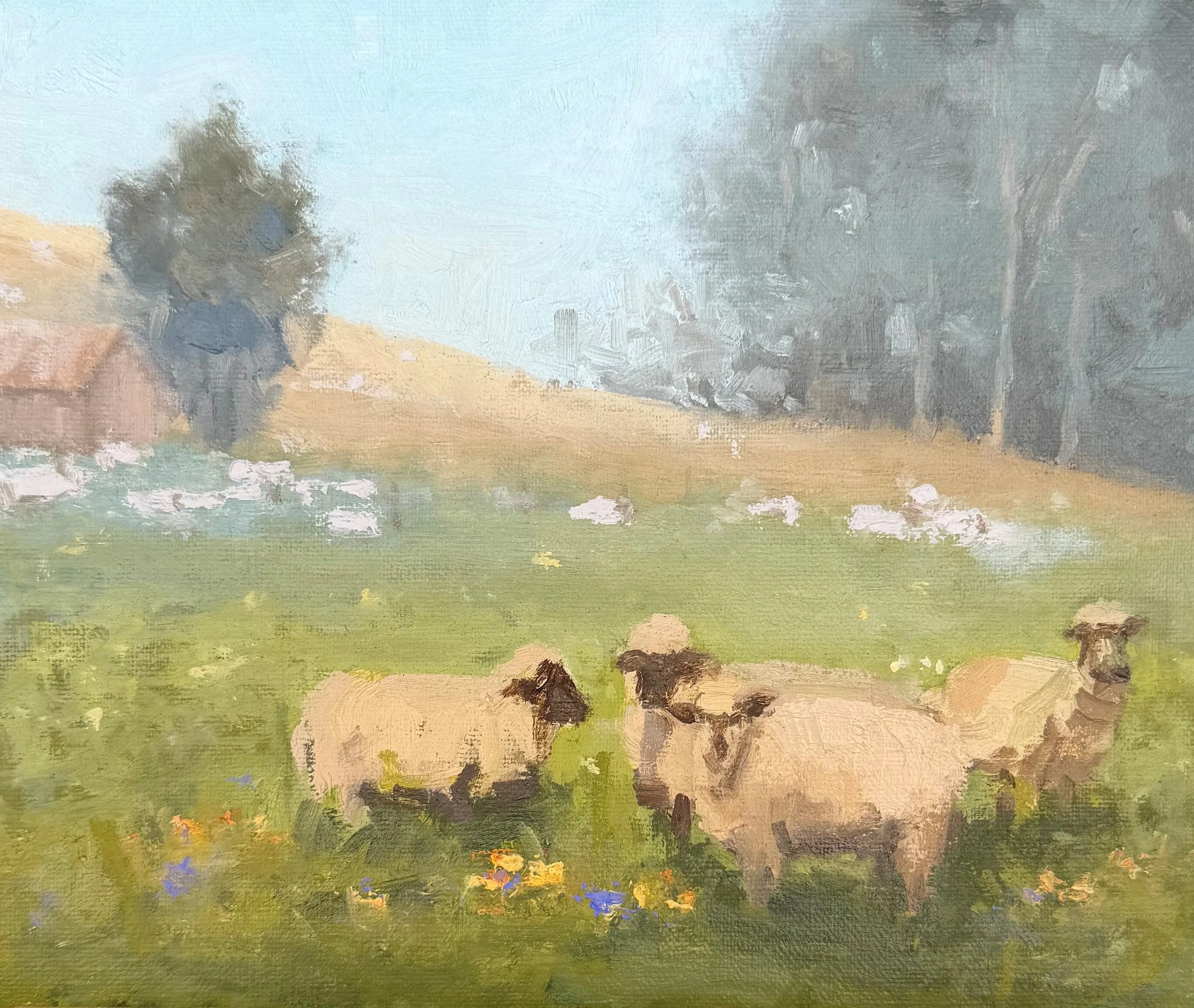 DFarzaneh_Sheep at Sonoma.jpg