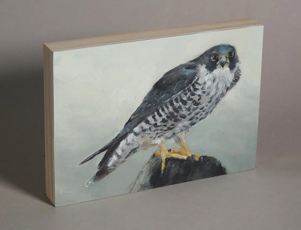 MYee-Peregrine 2.JPG