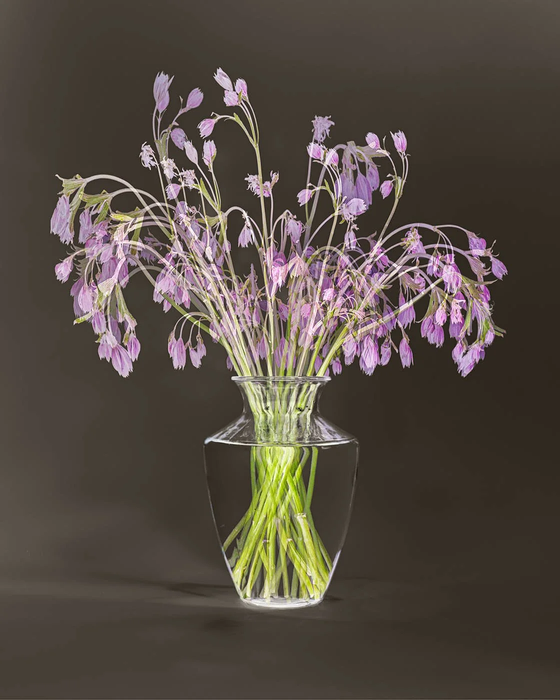 PVentosa_Astrantia's Whisper.jpg