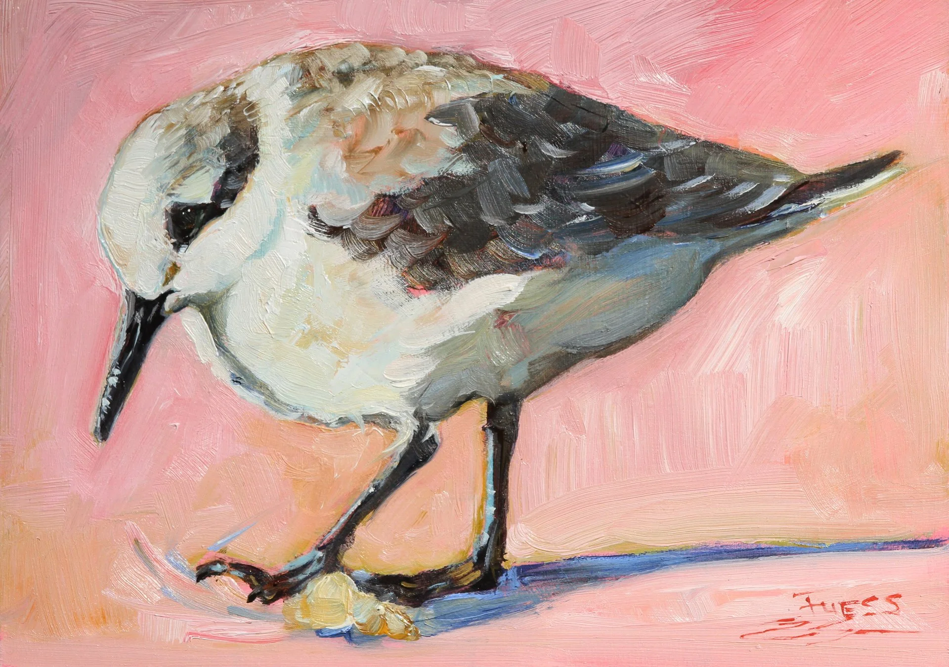 SFuess-Sanderling Strut- S.Fuess.jpg