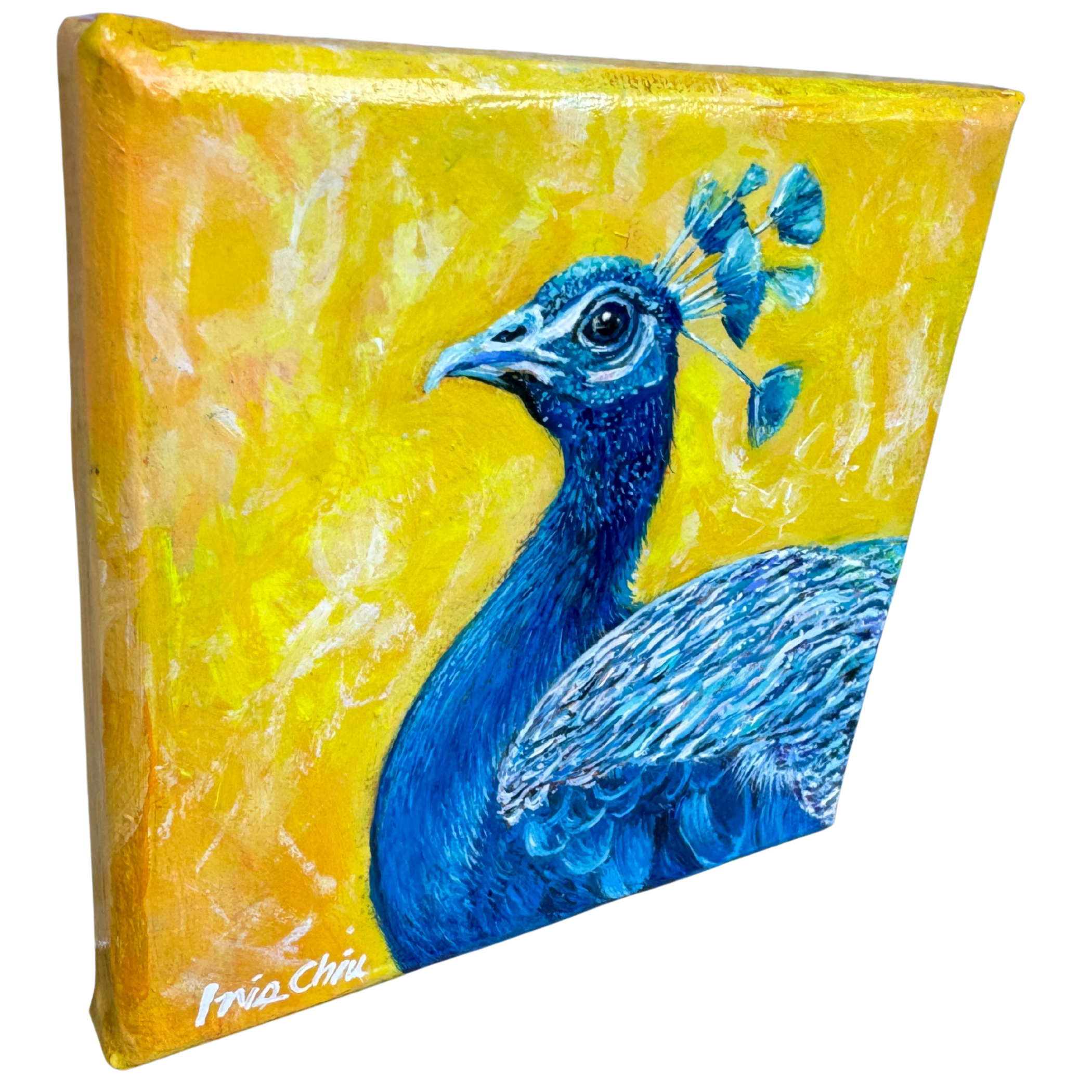 IChiu-The Peacock-2.png