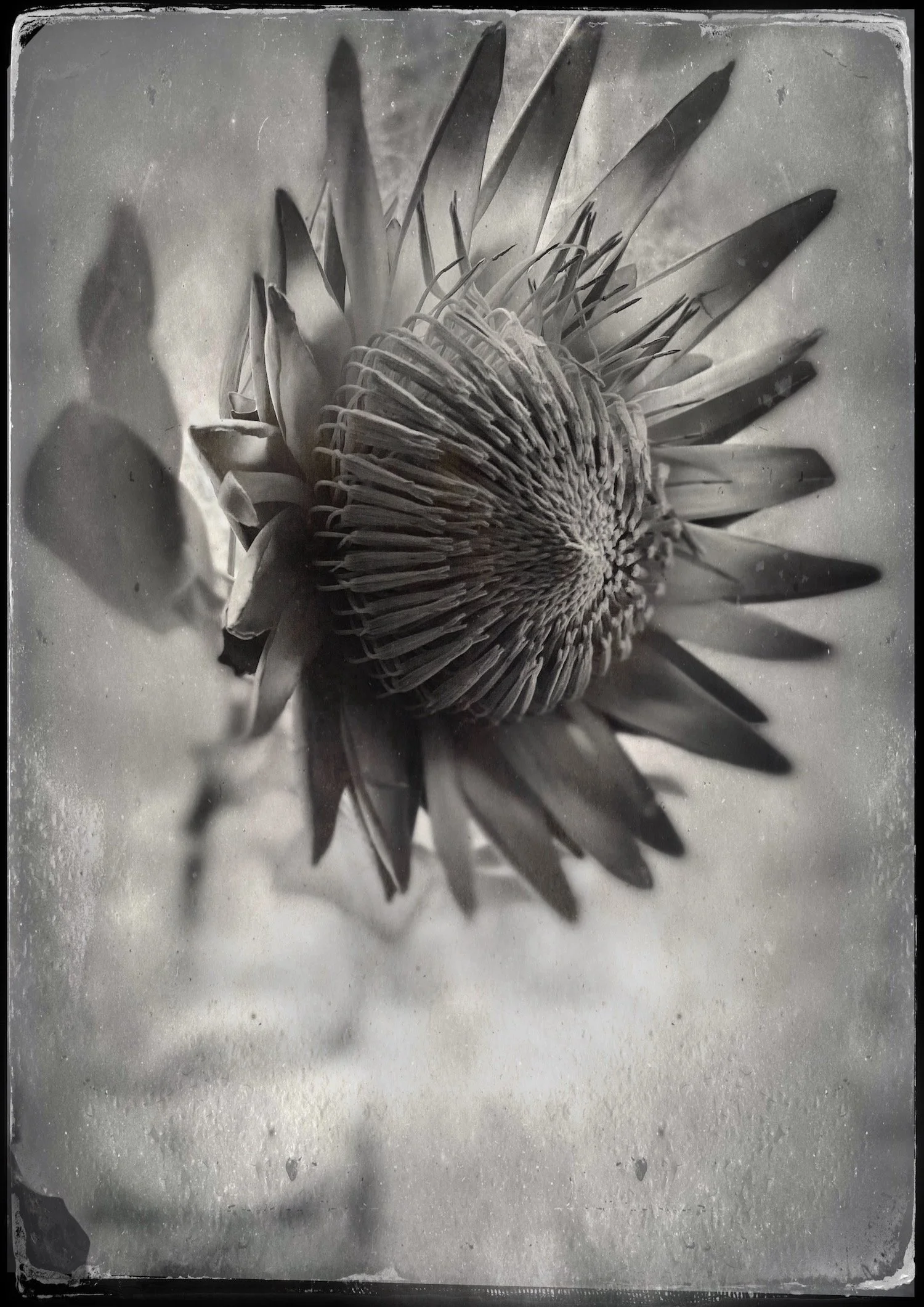 BWyeth-Protea King.jpg