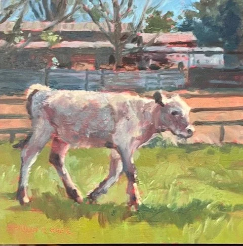 MEger-Adams ranch charolis.jpeg