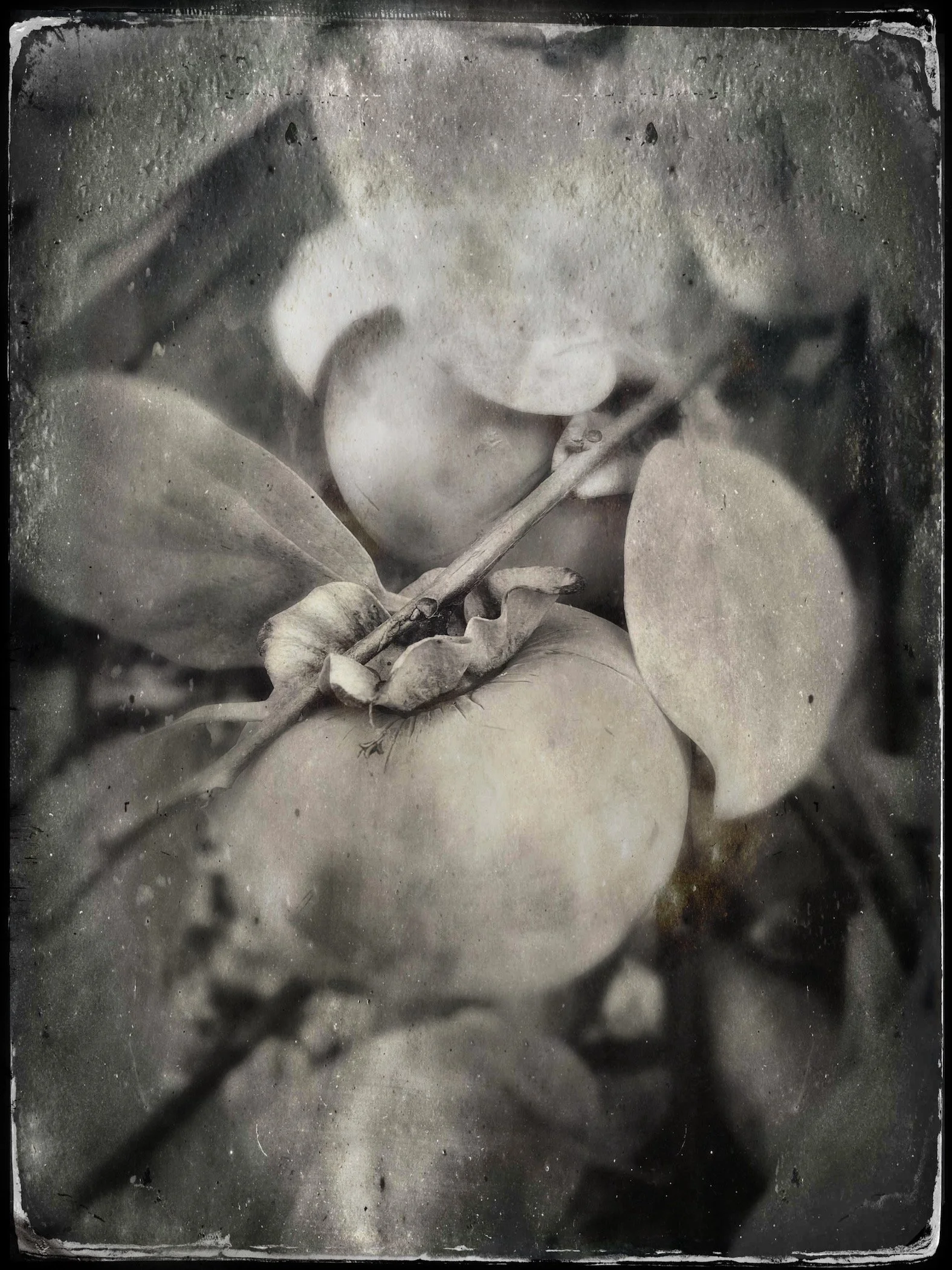 BWyeth-Persimmon.jpg