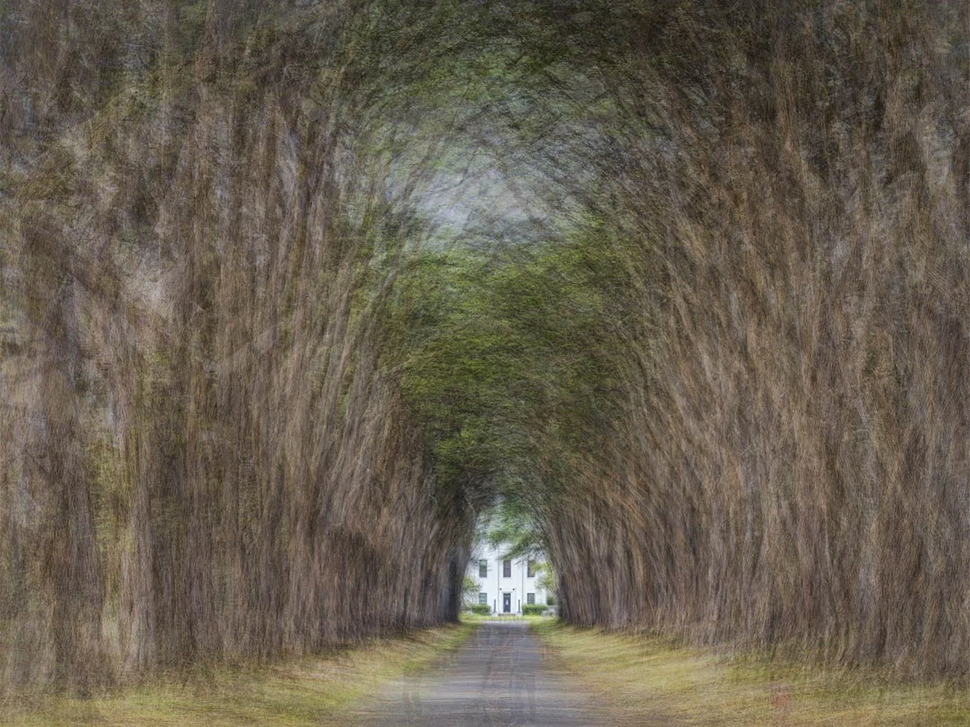 PVentosa_Cypress Tree Tunnel.jpg