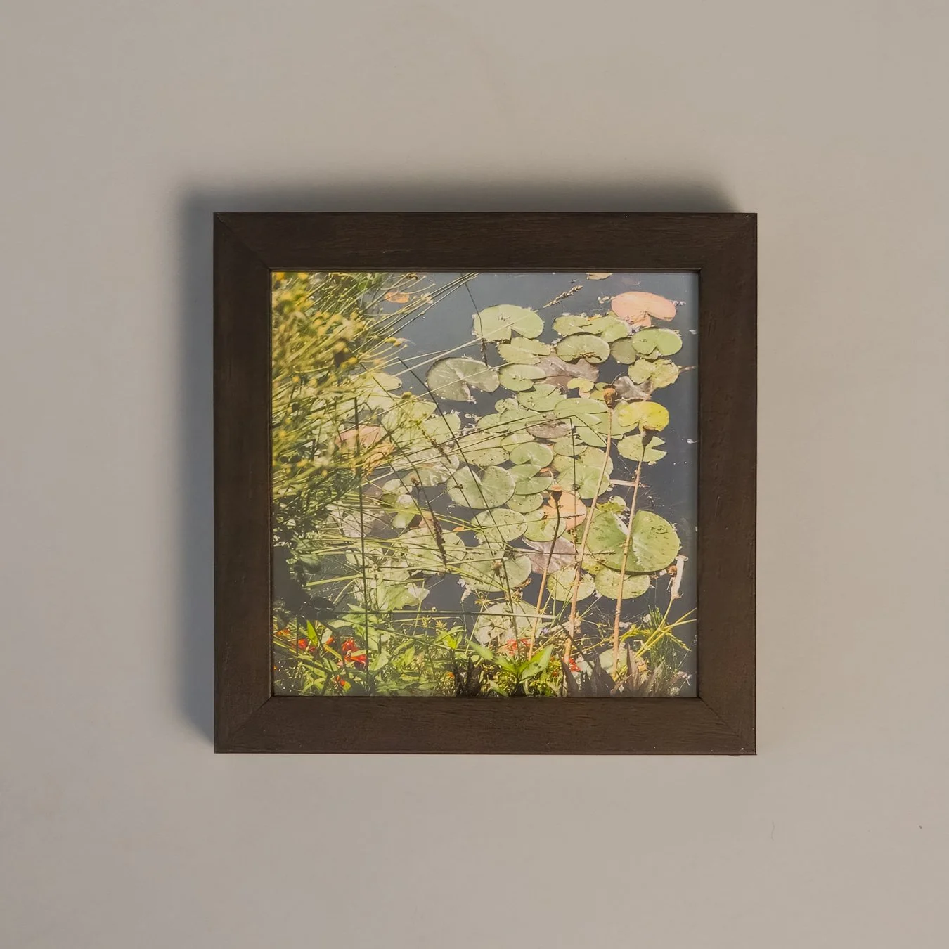 JAMurphy-tiny flora 5_framed.jpg