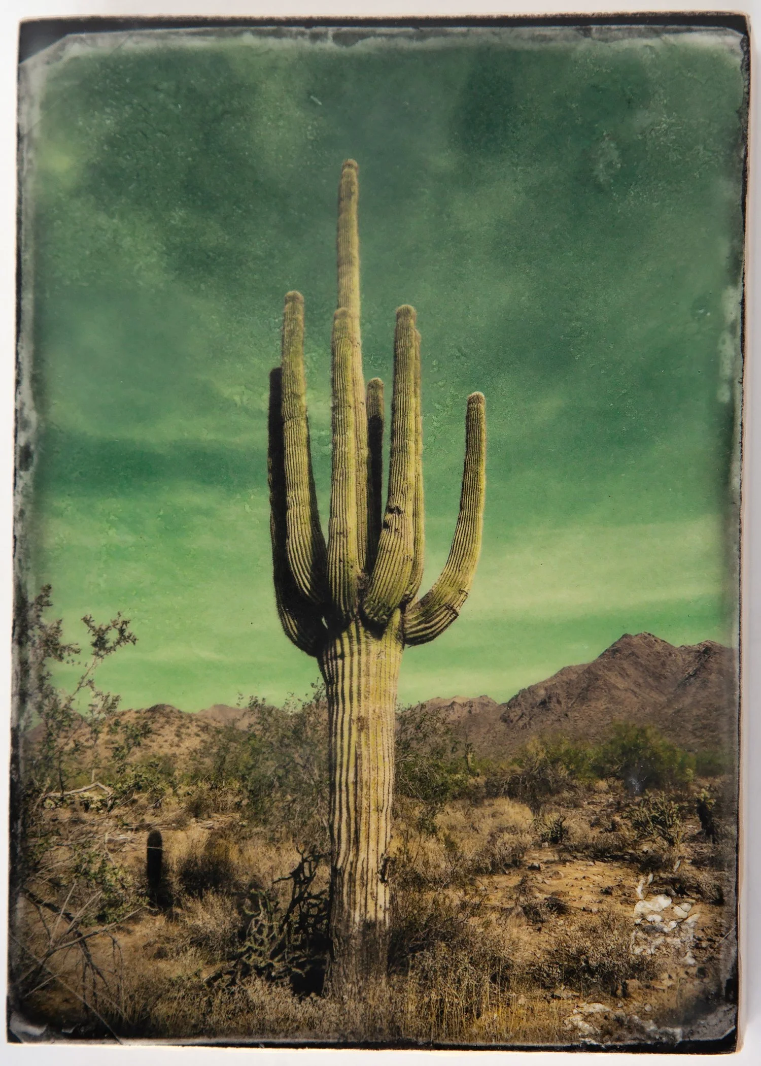 SGiblin-Saguaro_SGiblin-2.jpg