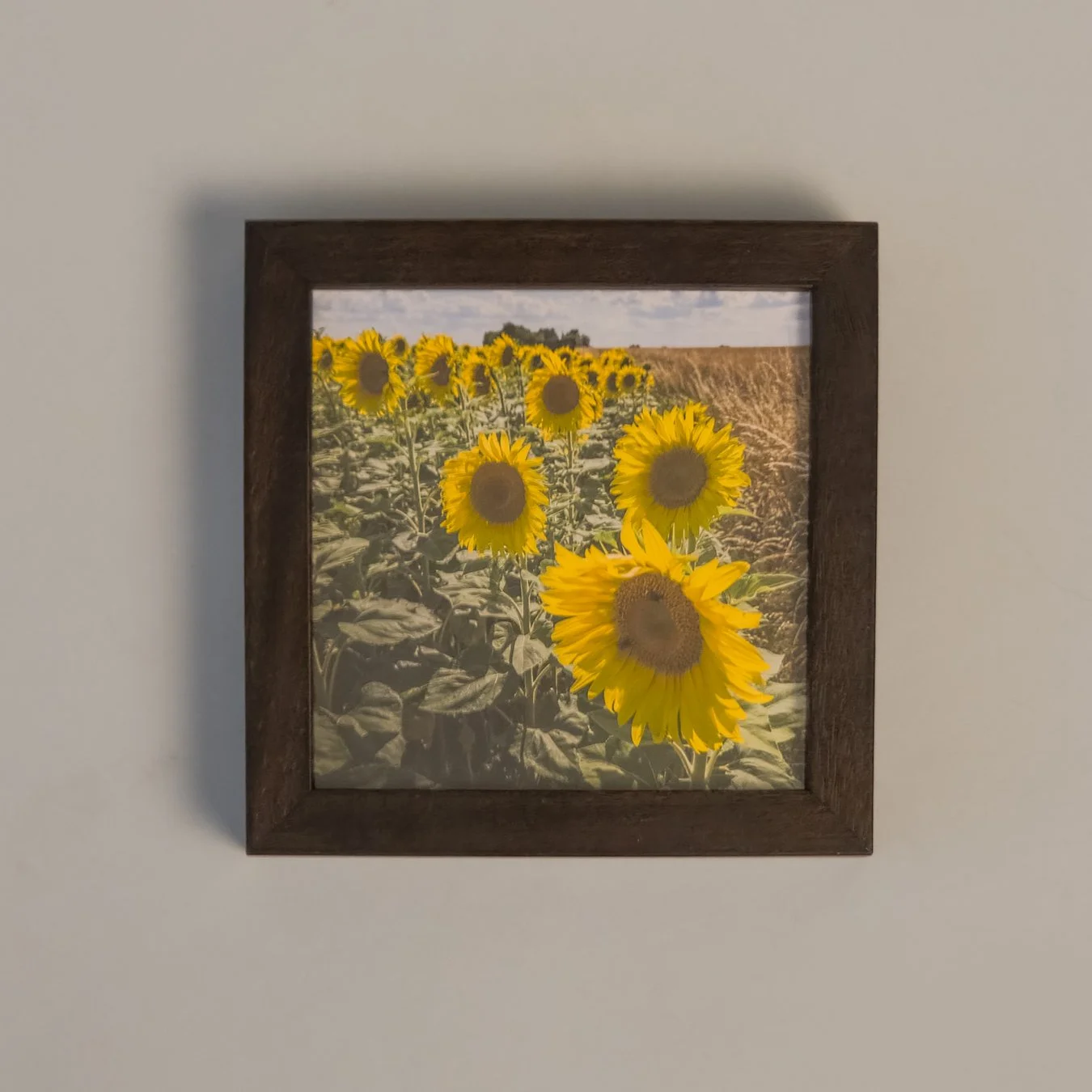 JAMurphy-tiny flora 1_framed.jpg