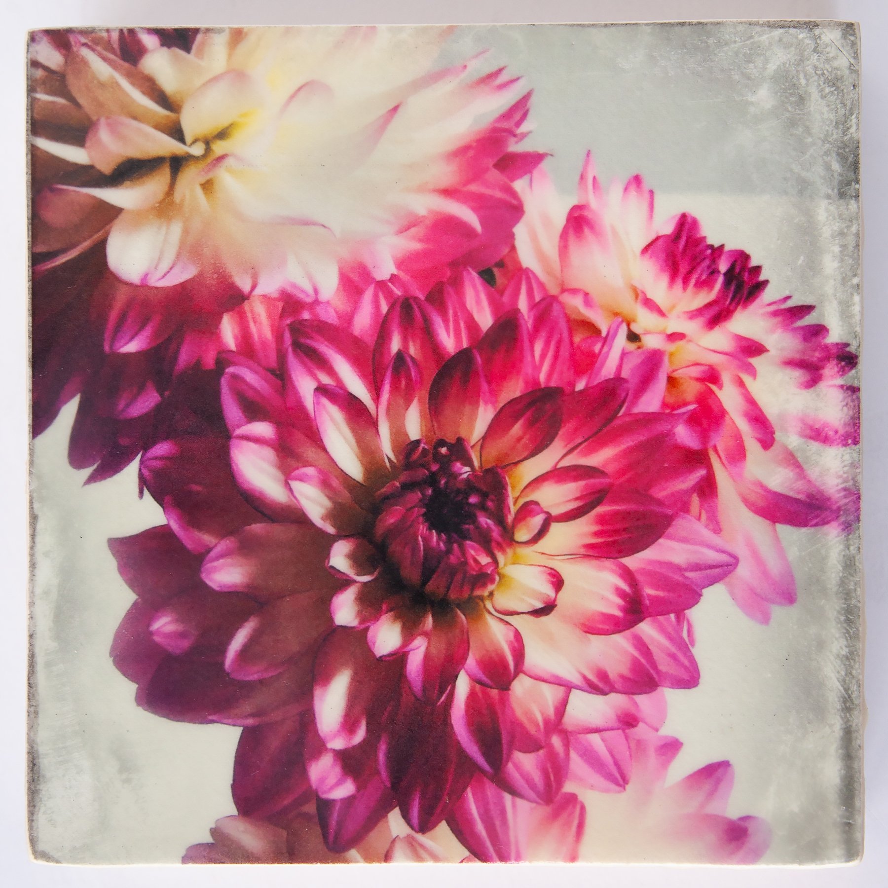 SGiblin-PinkDahlia_SGiblin-2.jpg