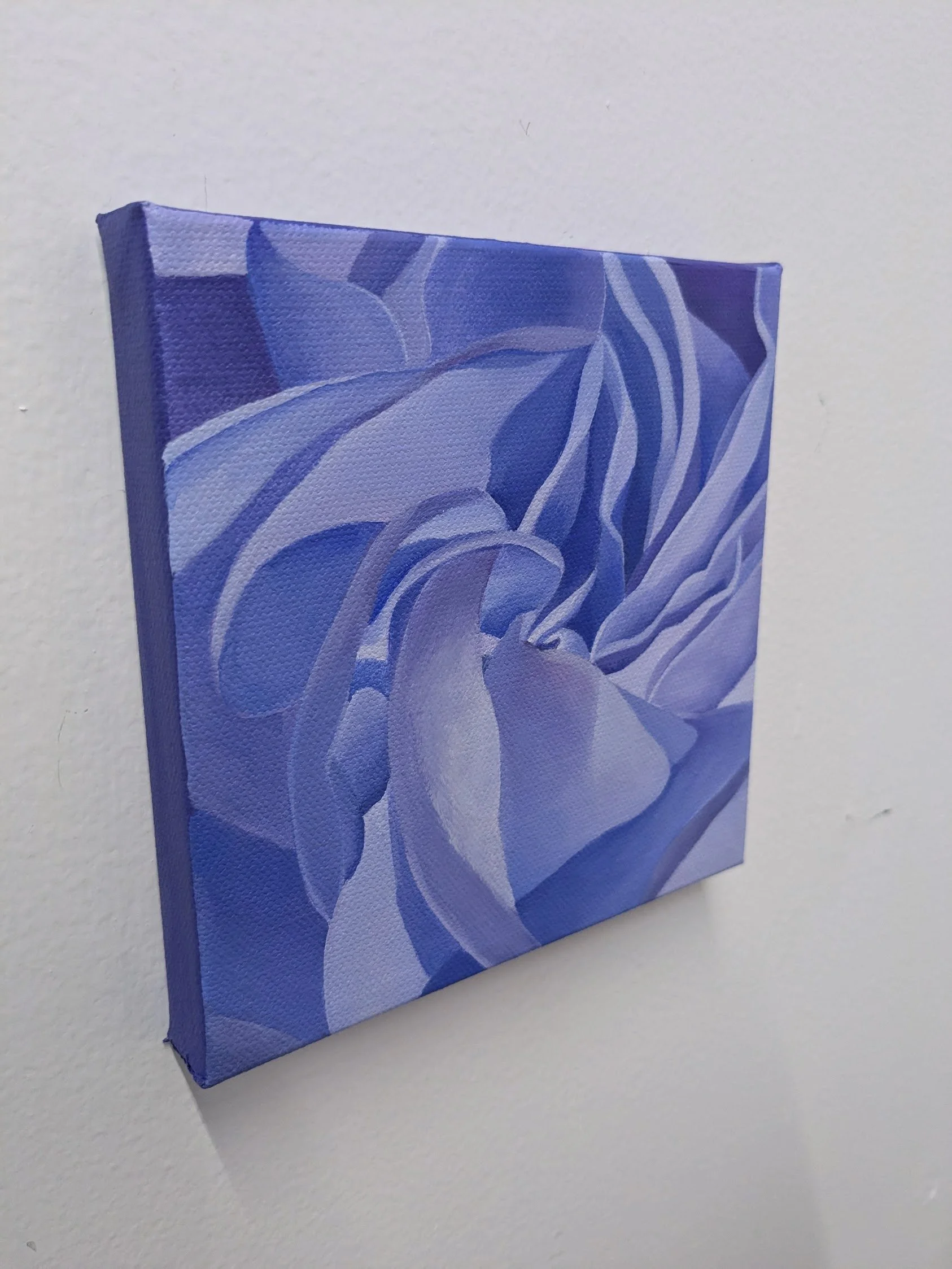 RSwitkes2_Carnation - Twilight.jpg