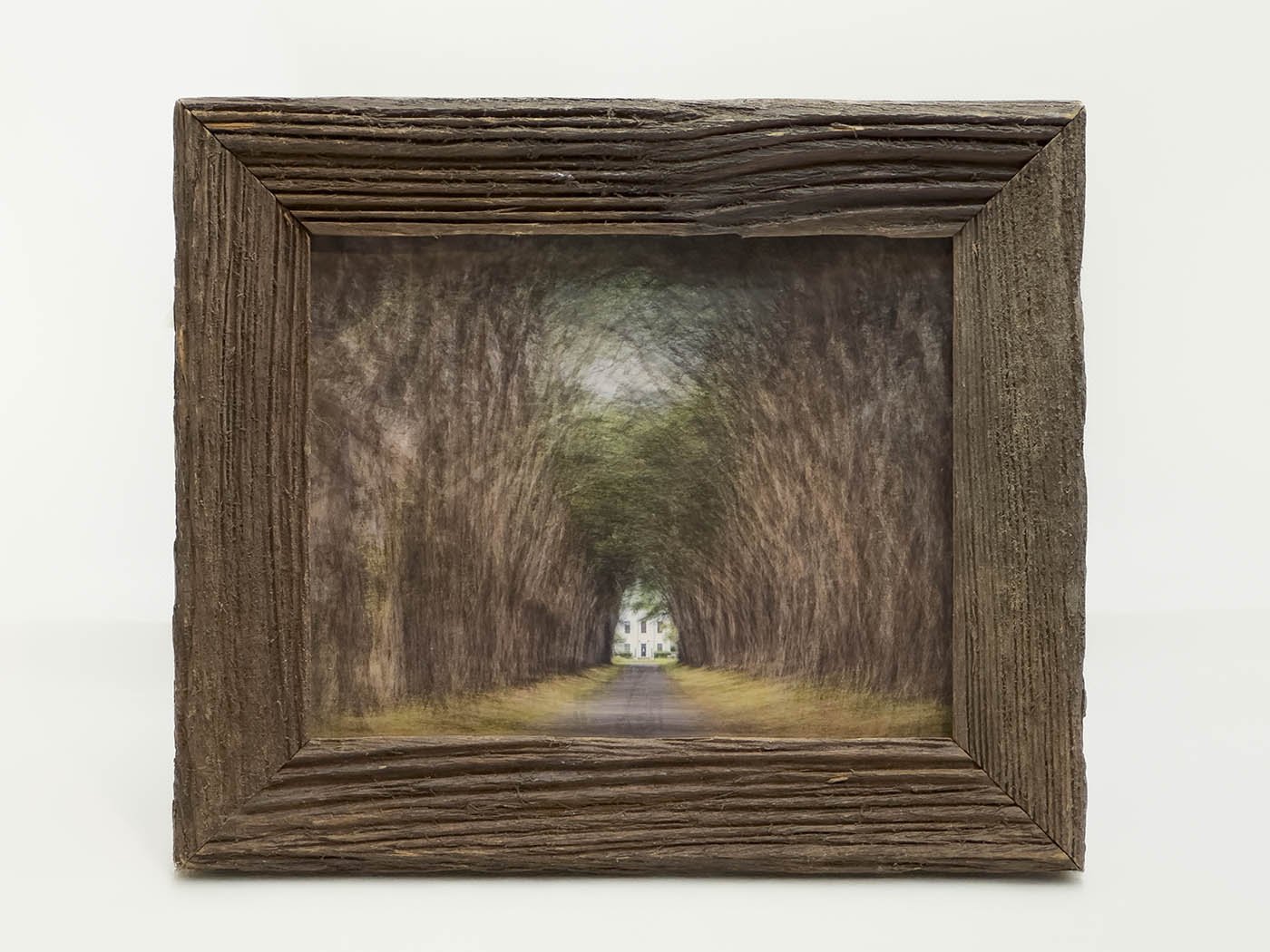 PVentosa_Cypress Tree Tunnel framed.jpg